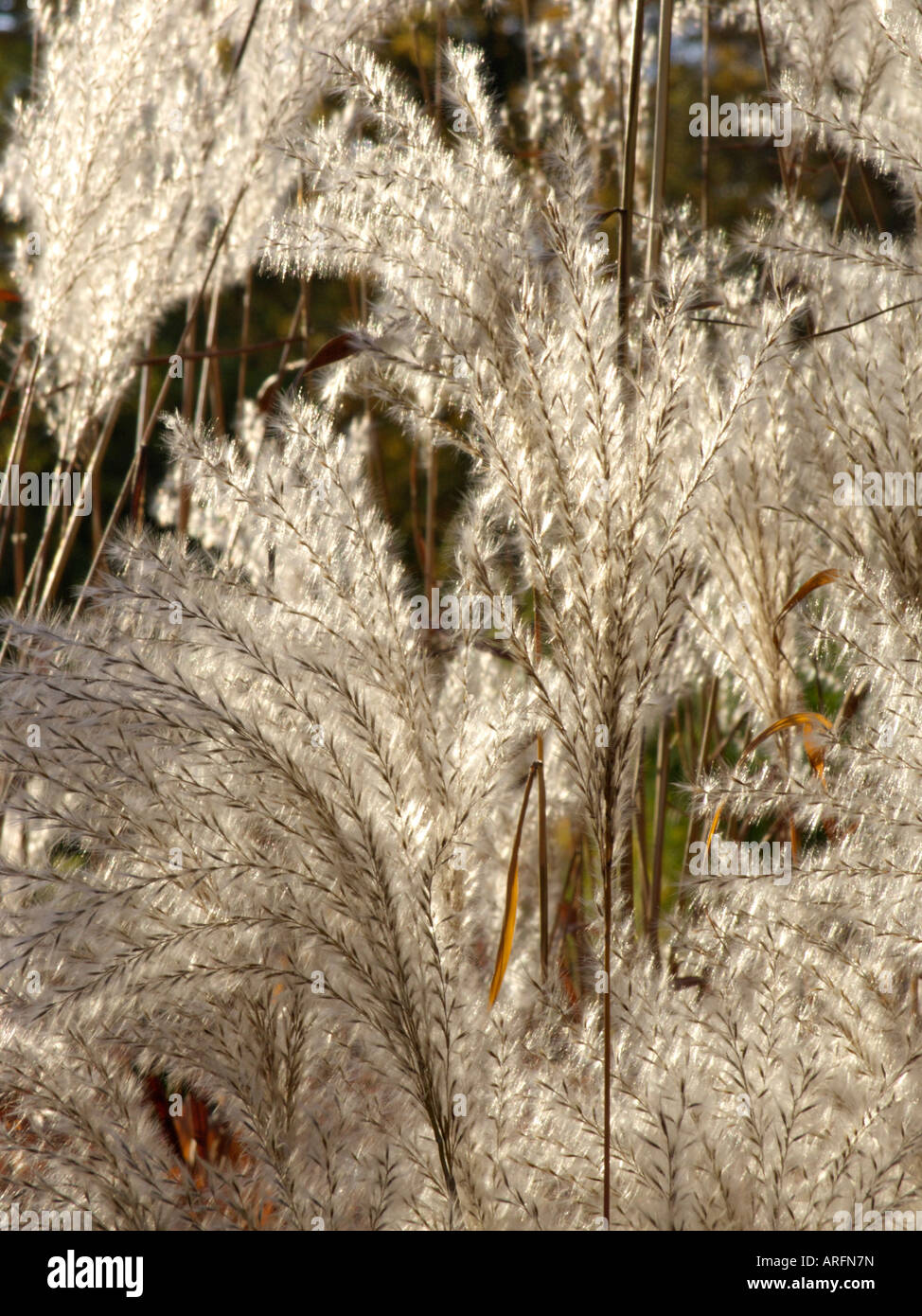 Amur silver grass (Miscanthus sacchariflorus) Stock Photo