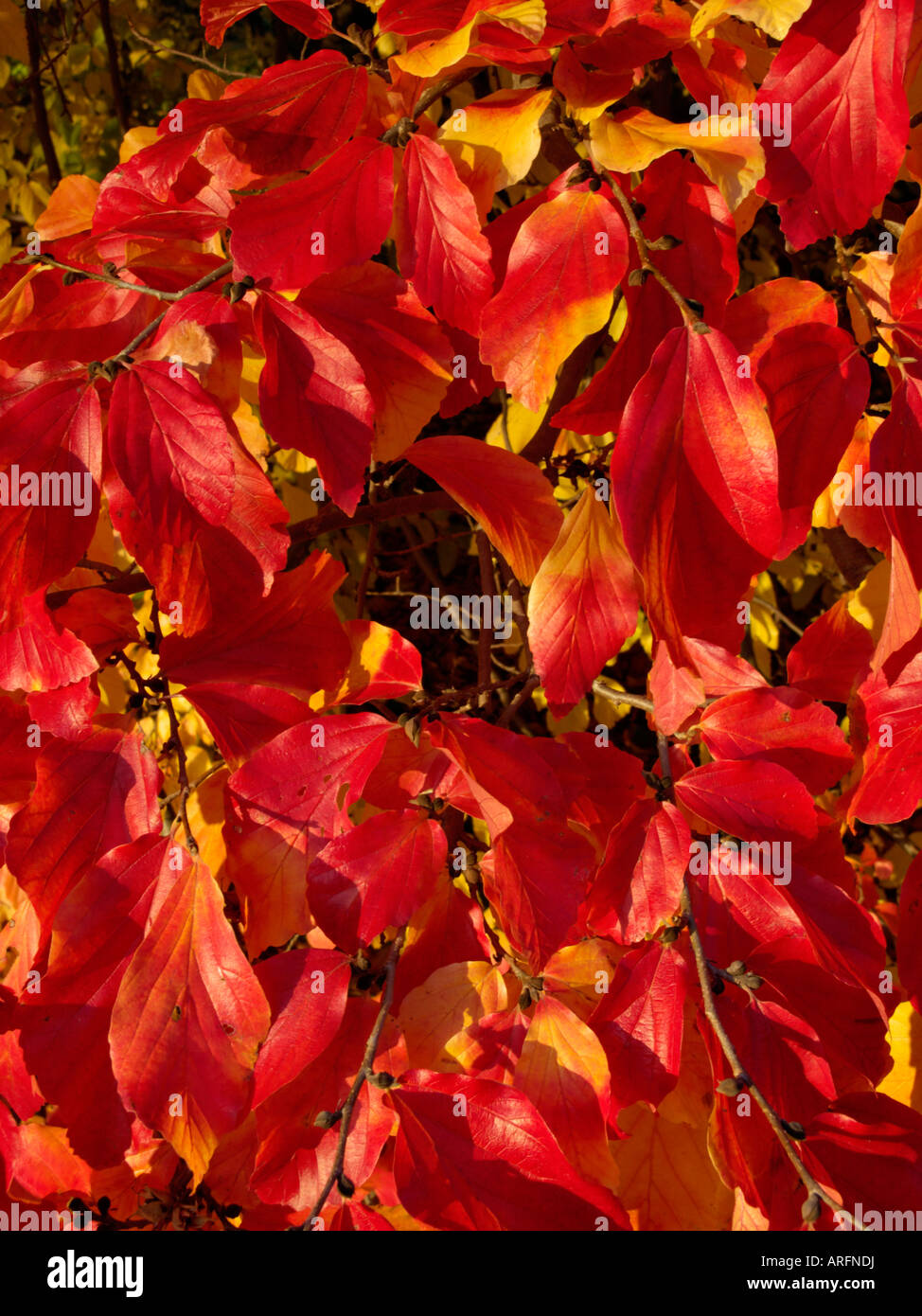 Persian ironwood (Parrotia persica Stock Photo Alamy