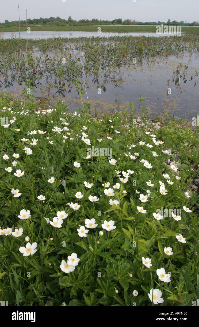 Ottawa national wildlife refuge hires stock photography and images Alamy