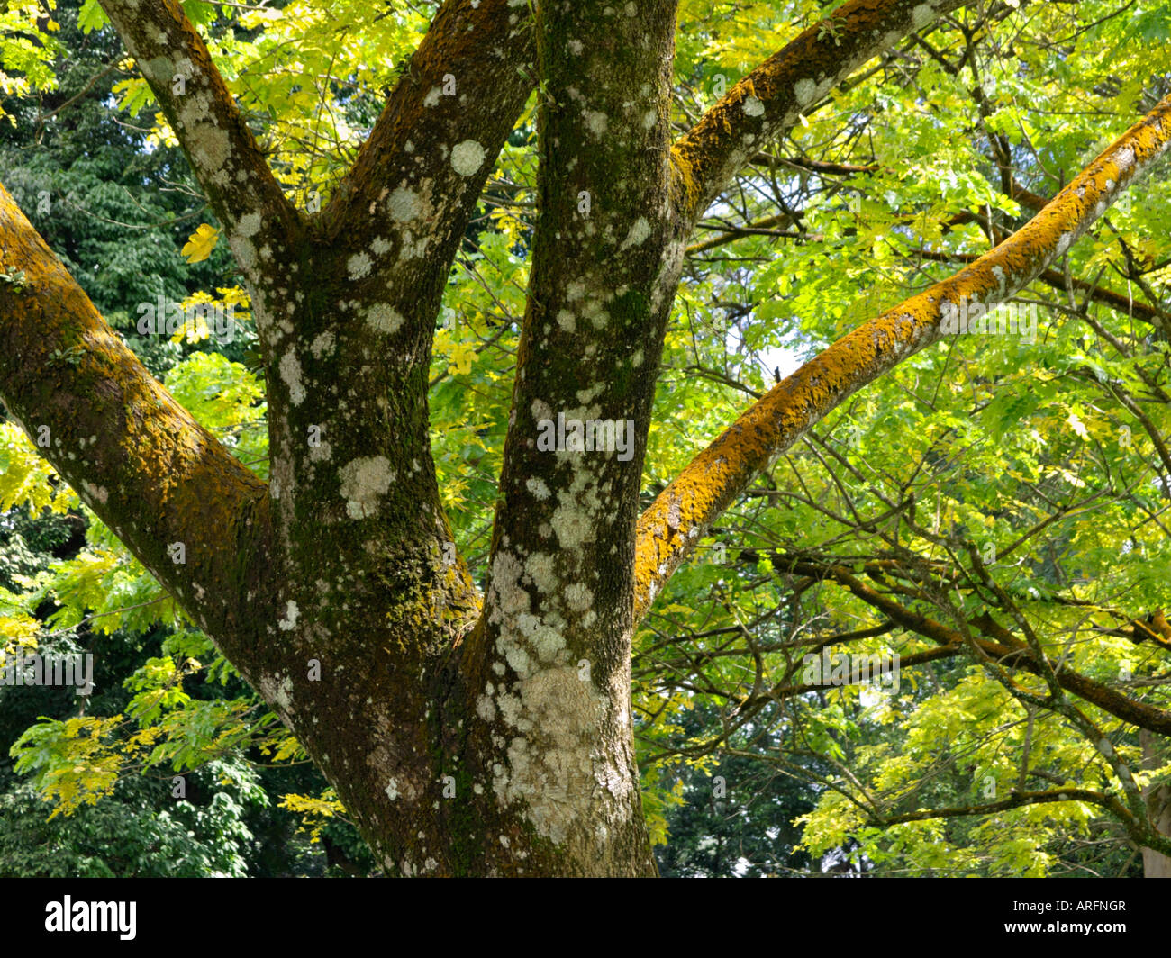 Rain tree (Albizia saman 'Yellow' Stock Photo - Alamy