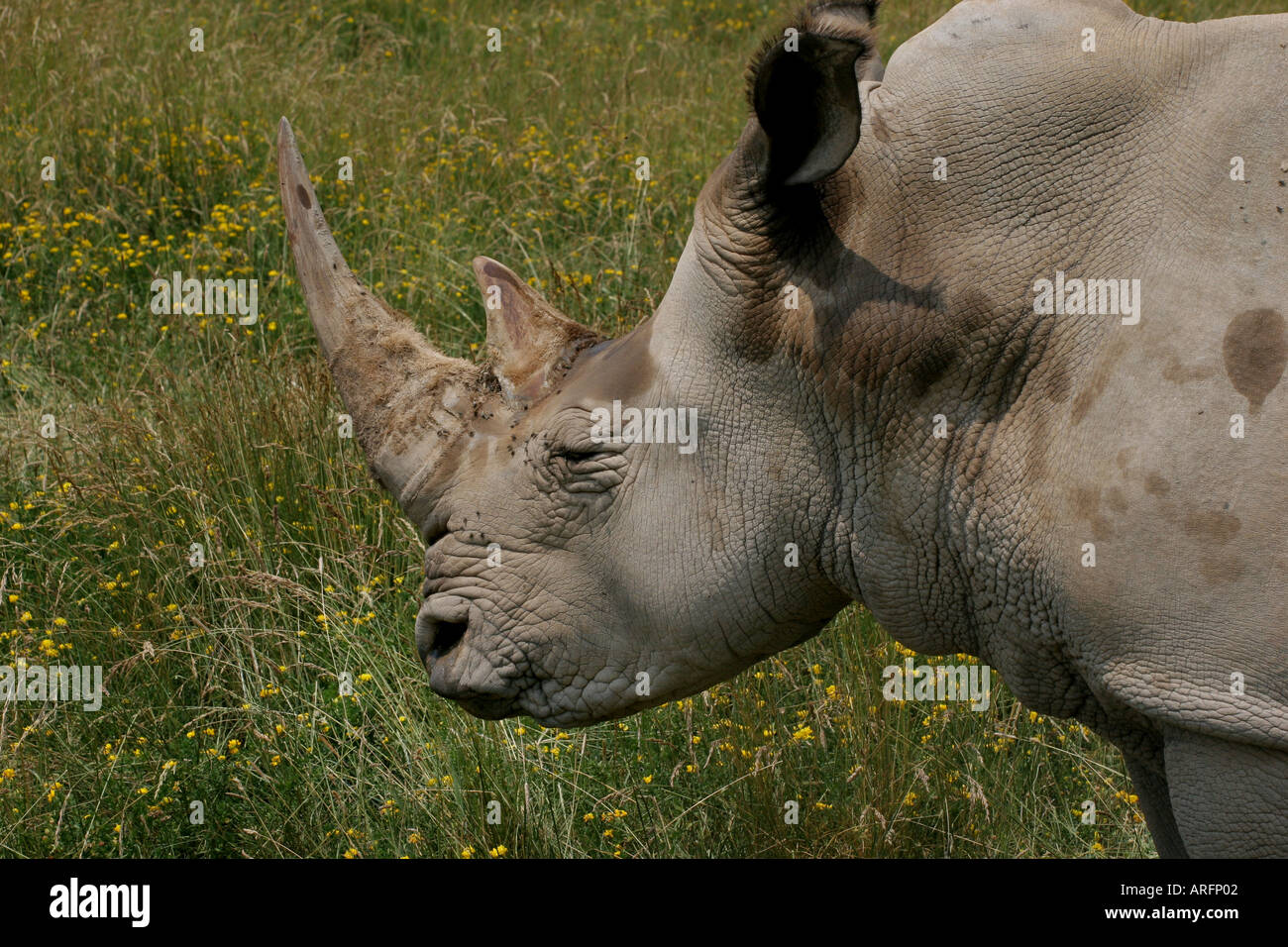 white rhino Stock Photo