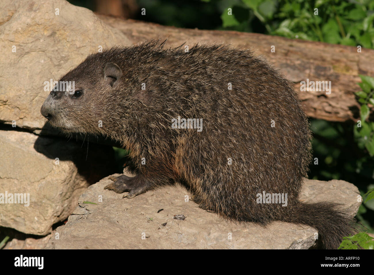 woodchuck Stock Photo