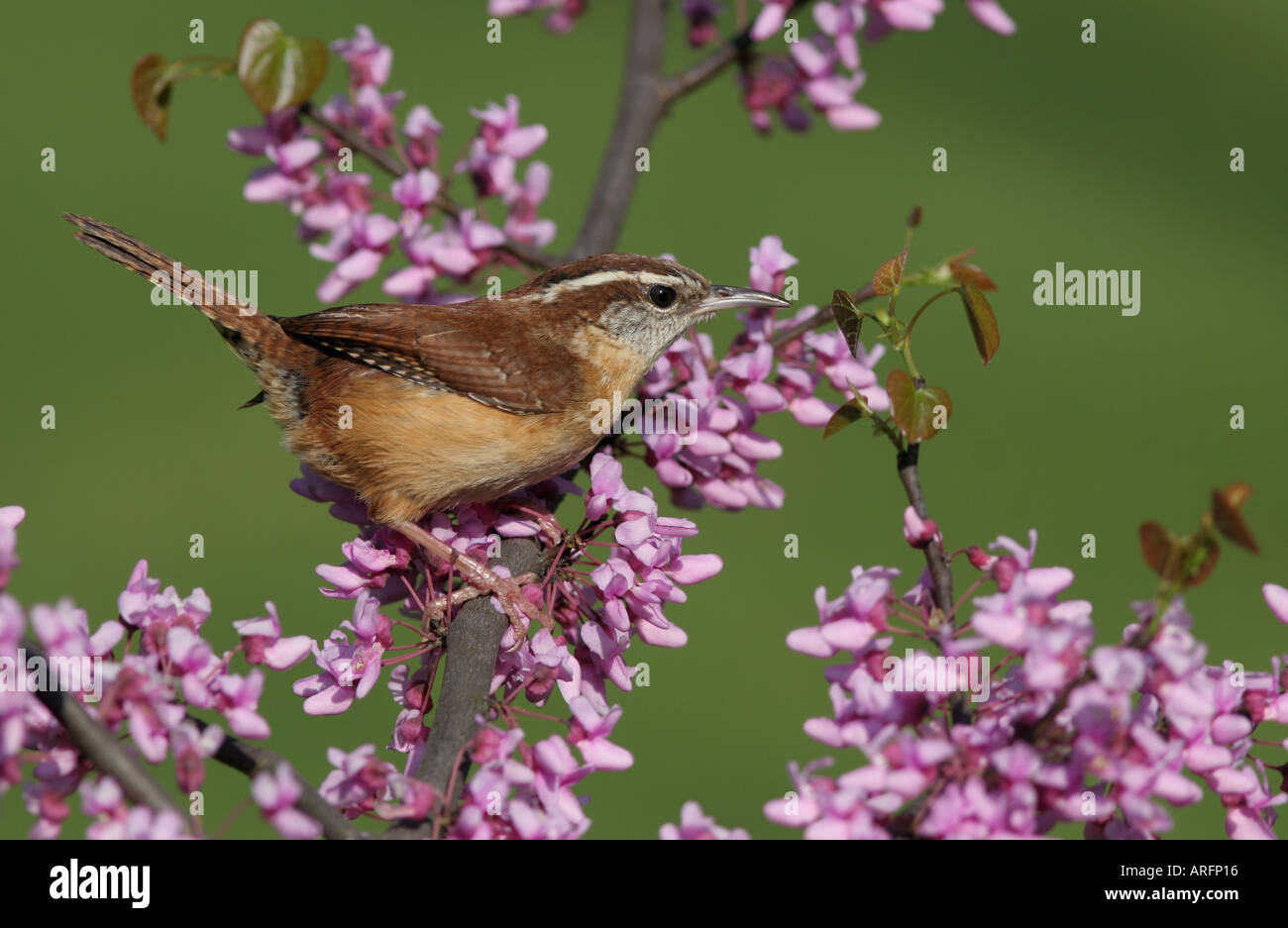 caralina wren flower flowering redbud tree bird horizontal Stock Photo