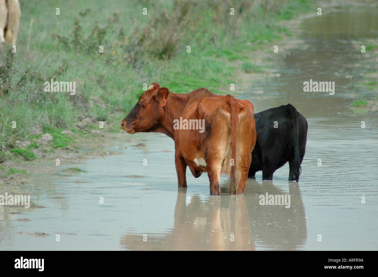 Cattle and calves in muddy bog in pasture in south in summer