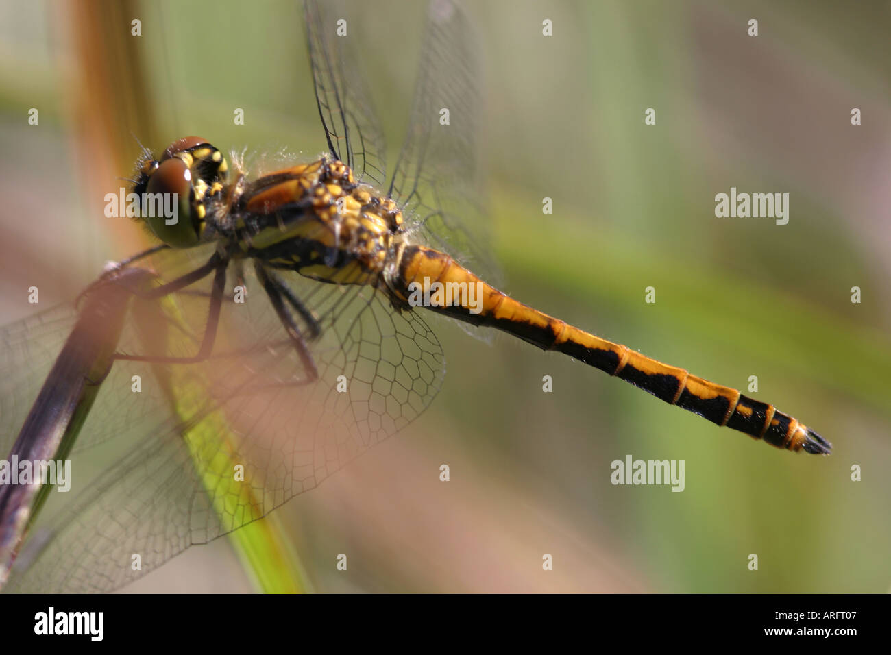 Immature Black Darter male dragonfly at rest Stock Photo