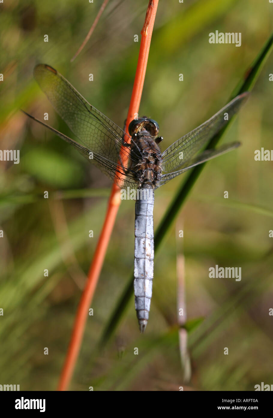 Male keeled skimmer dragonfly at rest Stock Photo