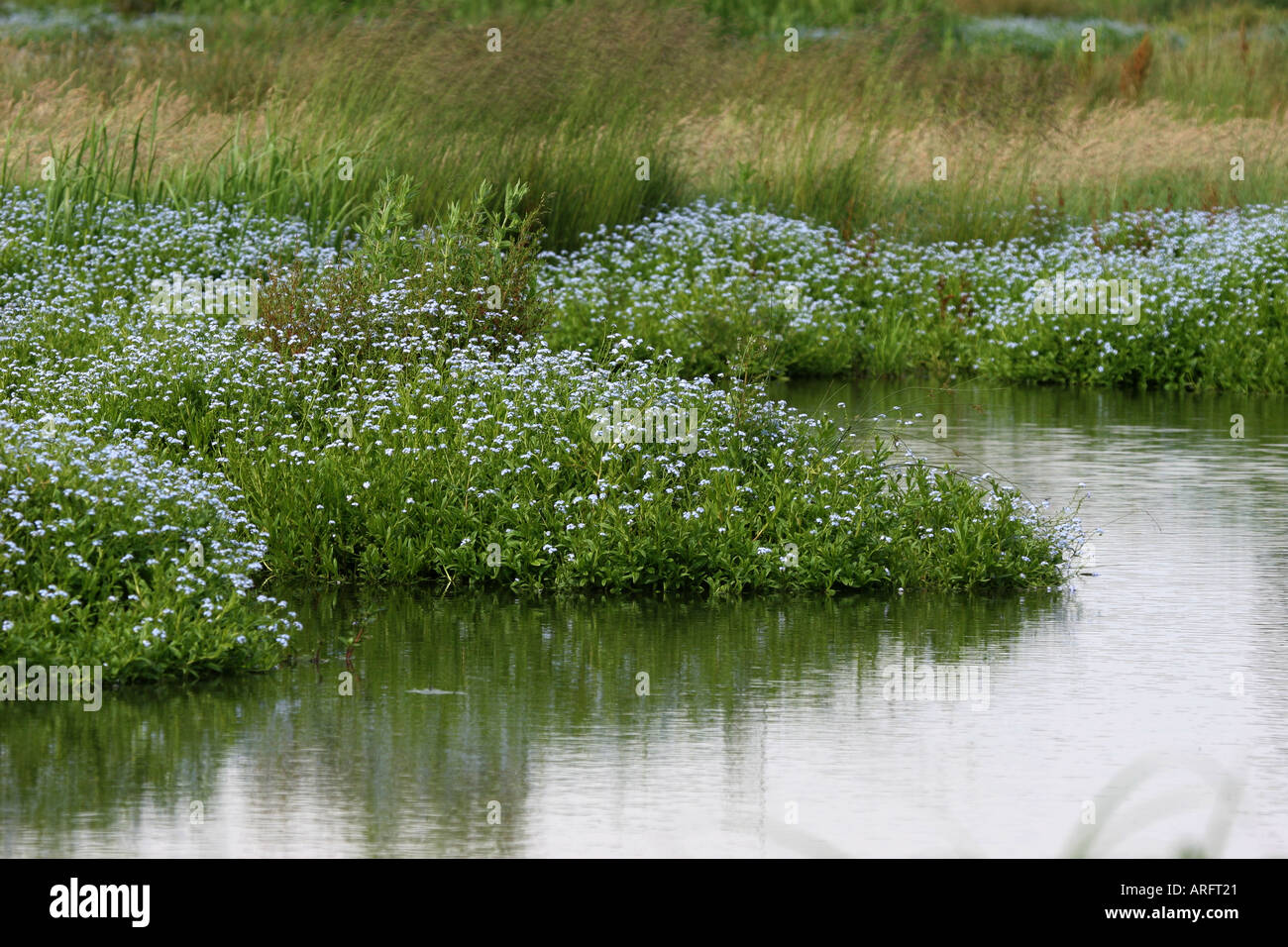 Forget me not growing in profusion by a lake Stock Photo