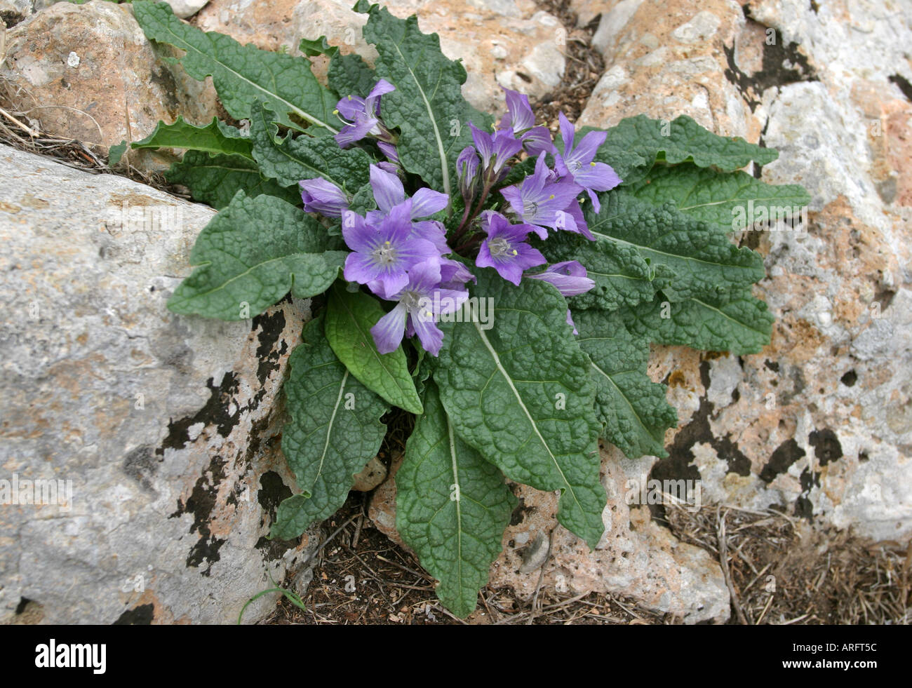 Campanula species among rocks Peleponnese Greece Stock Photo