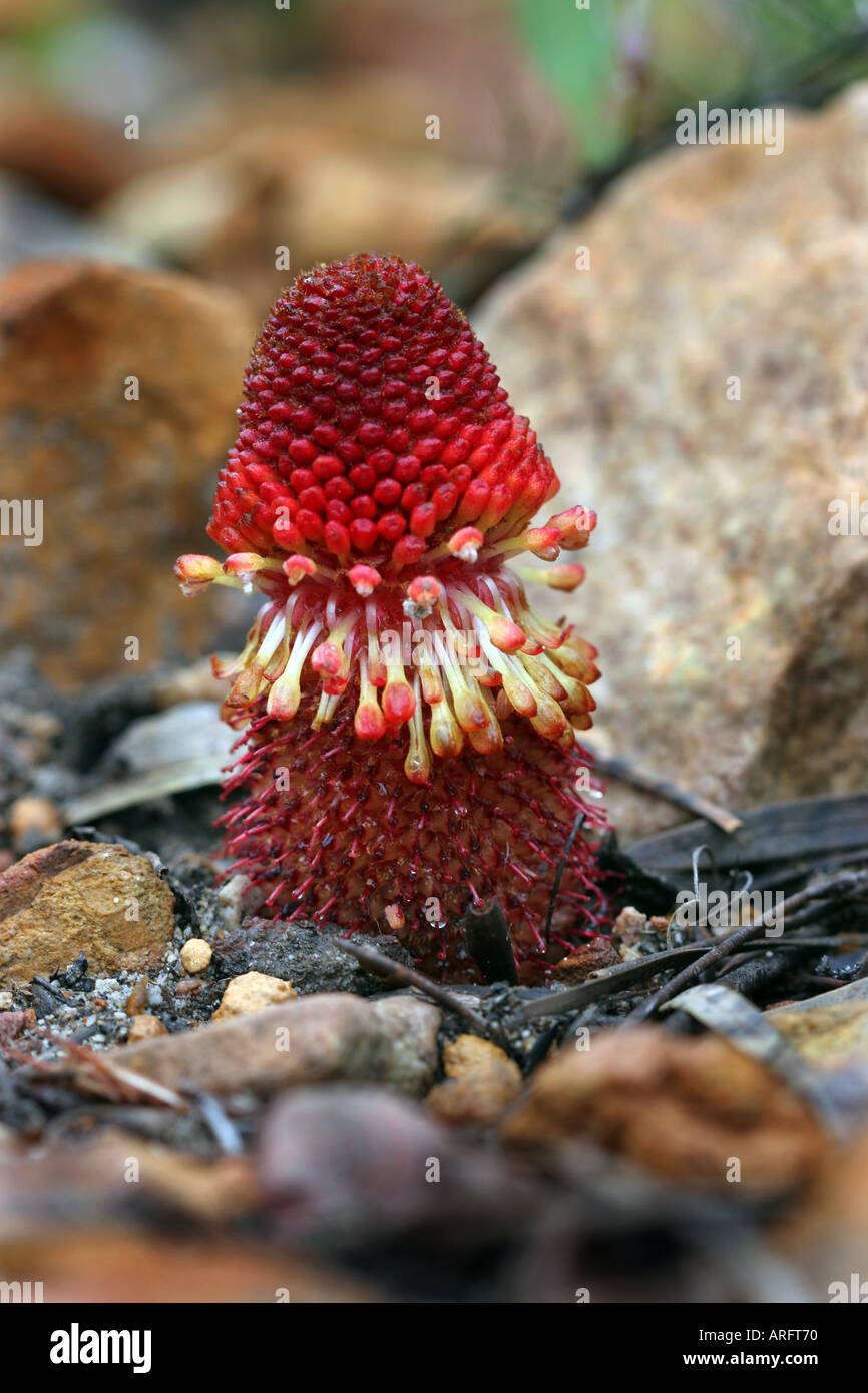 Protea parasite Mystro petalor thomii or Aardroos Stock Photo