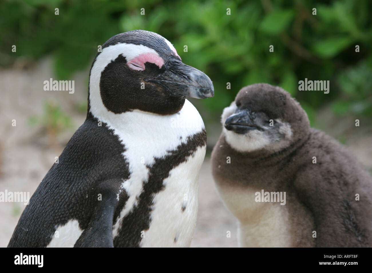 African Penguin mother and baby at Boulders Beach Cape Peninsula South Africa Stock Photo