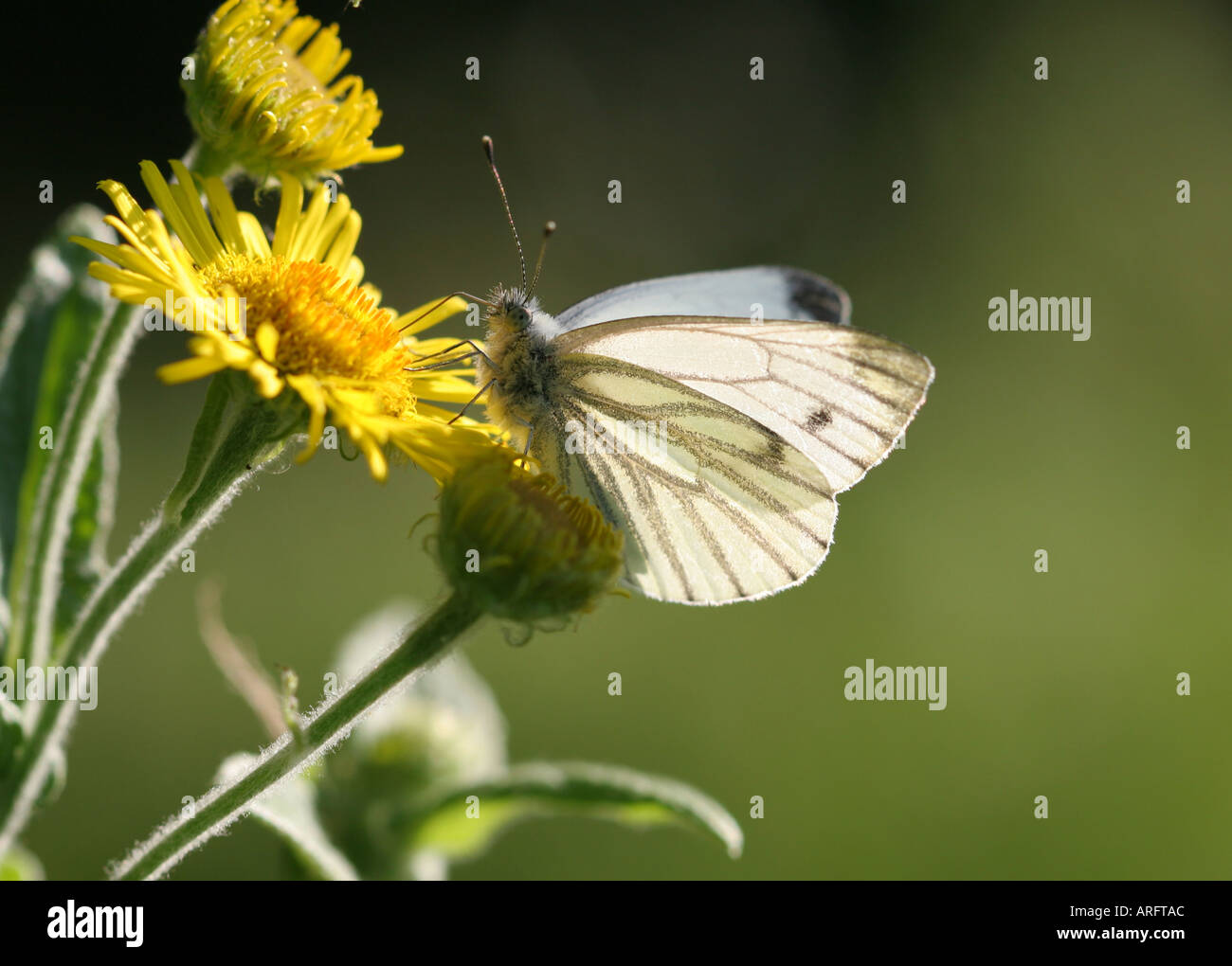 Green veined White butterfly feeding Stock Photo