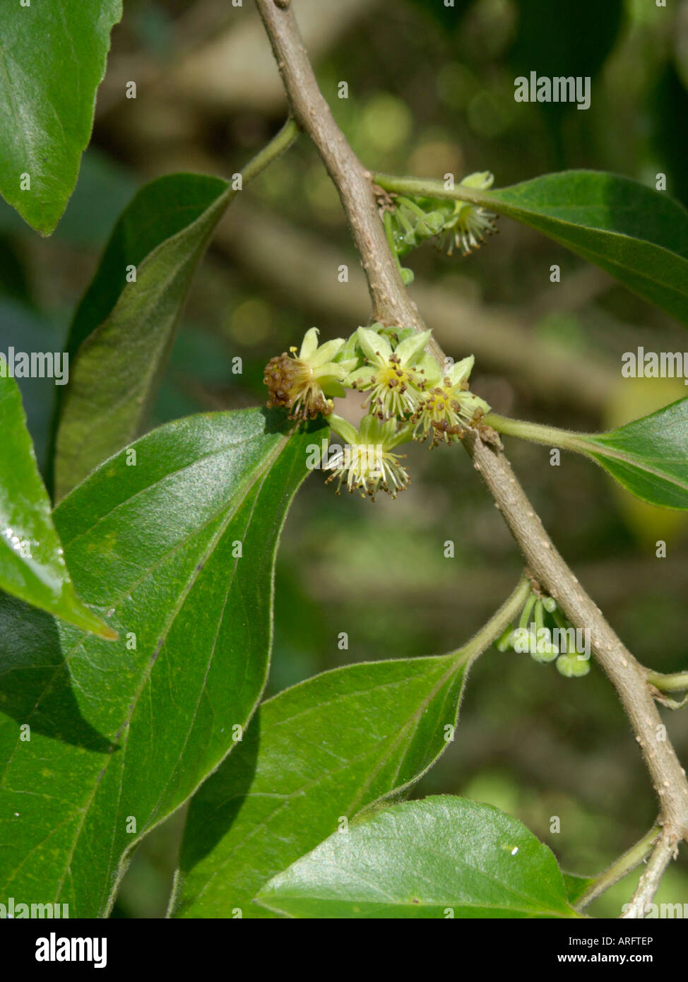 Ceylon gooseberry (Dovyalis hebecarpa) Stock Photo