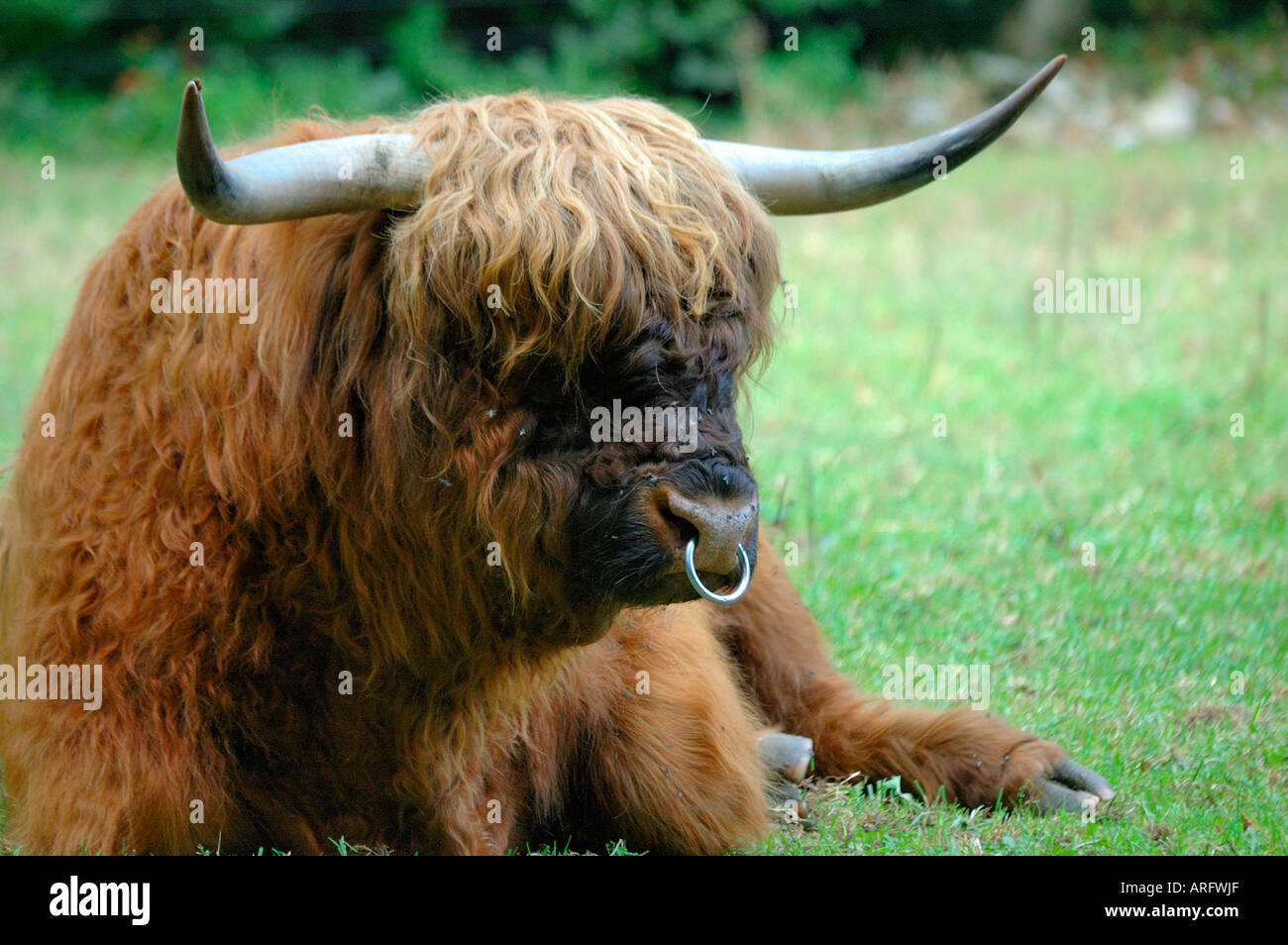 Ox nose ring hires stock photography and images Alamy