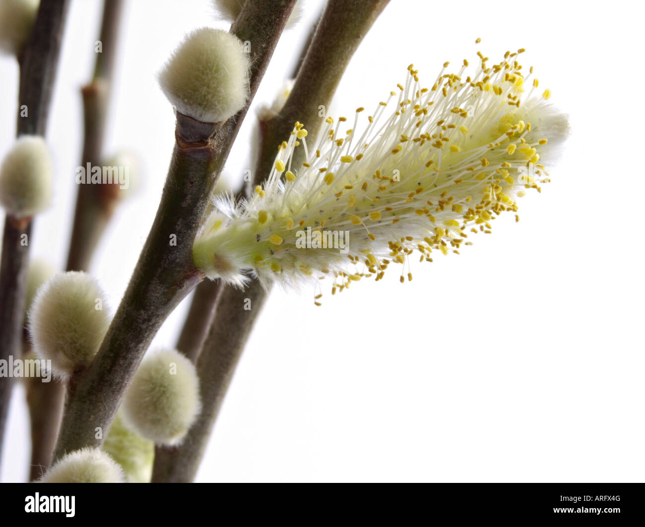 Willow (Salix) Stock Photo