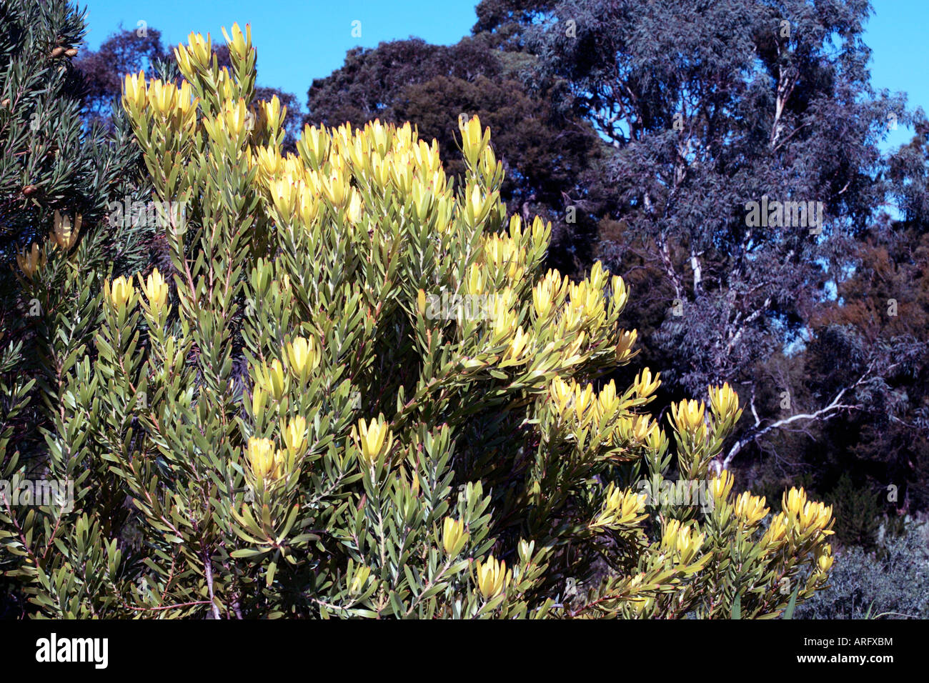 Golden Conebush Flowers-Leucadendron laureolum-Family Proteaceae- group Sunshine Conebushes Stock Photo