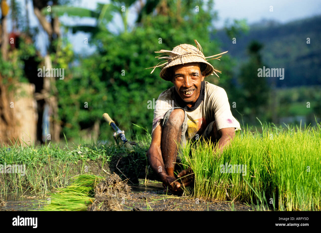 Bali Balinese rice paddy field cultivation water Stock Photo