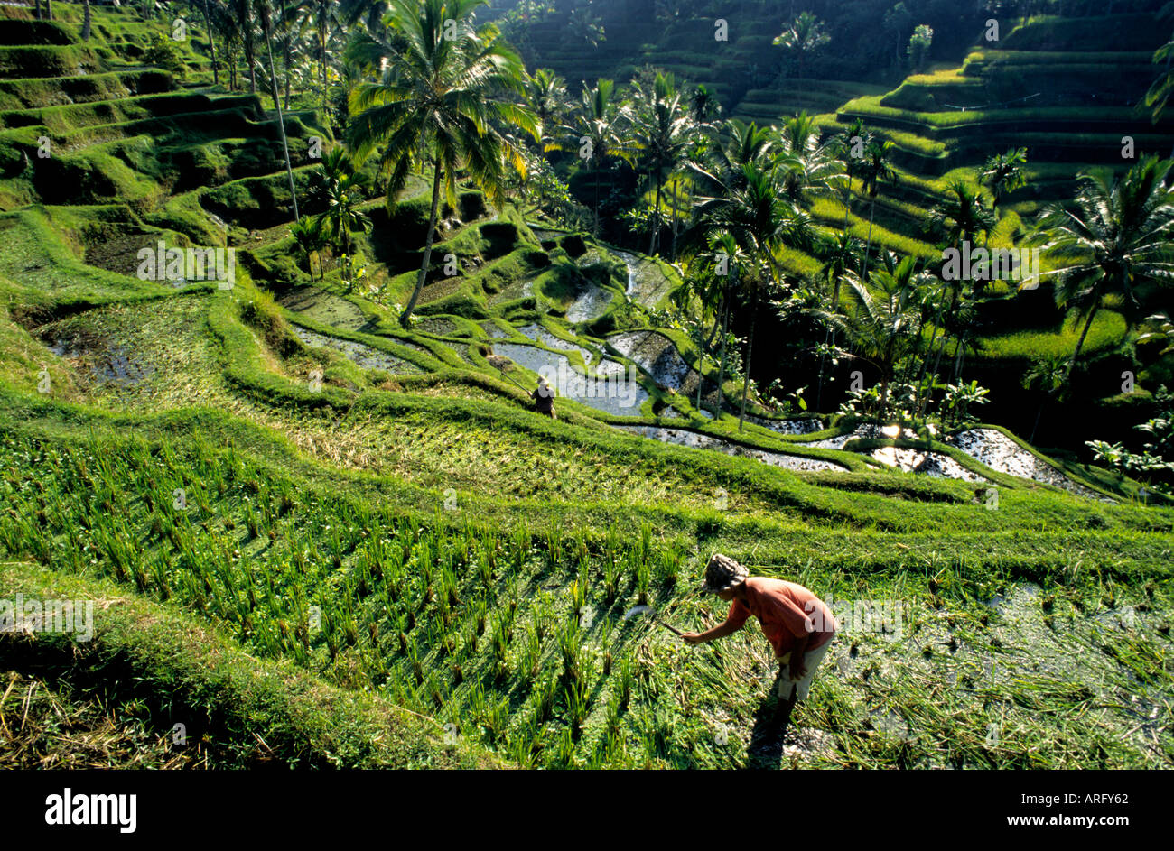 Bali Balinese rice paddy field cultivation water Stock Photo