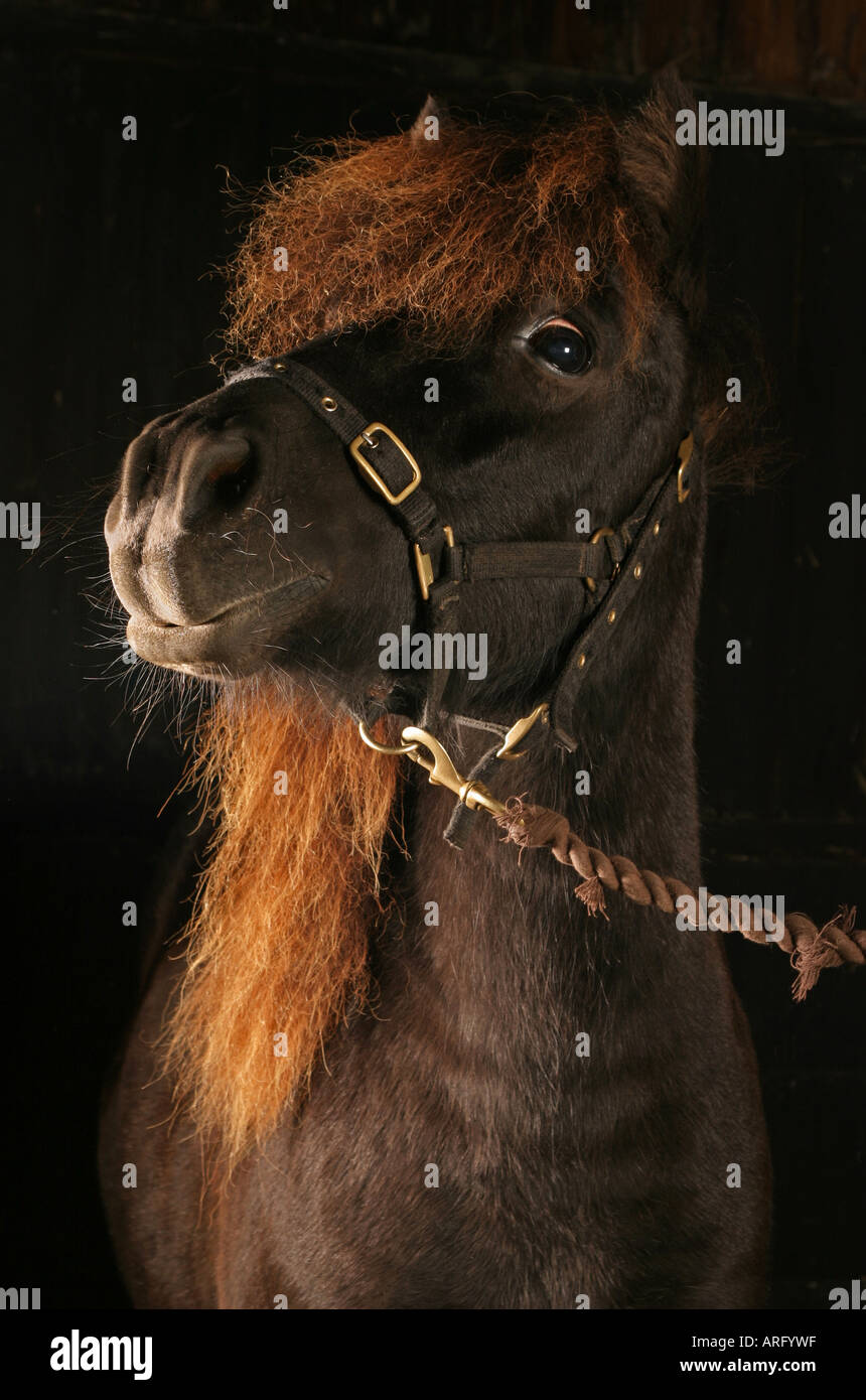 A Pony showing white of eye Stock Photo