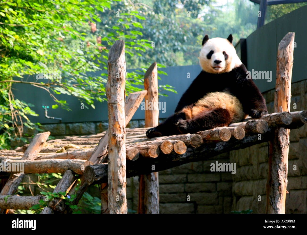 Giant Panda at Beijing Zoo, China. Stock Photo