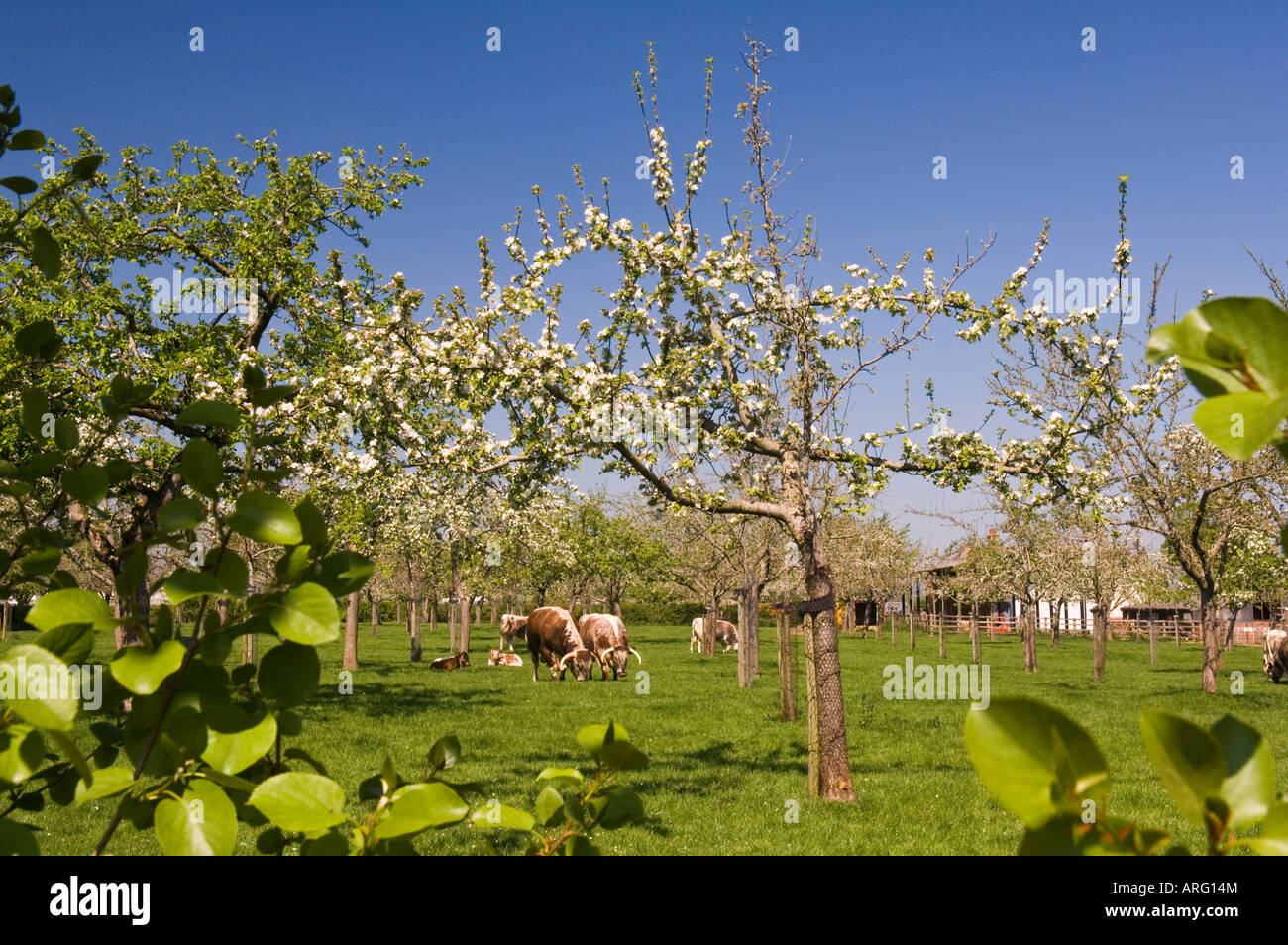 Cattle in orchard of Sheppys Cider near Taunton Somerset England Stock