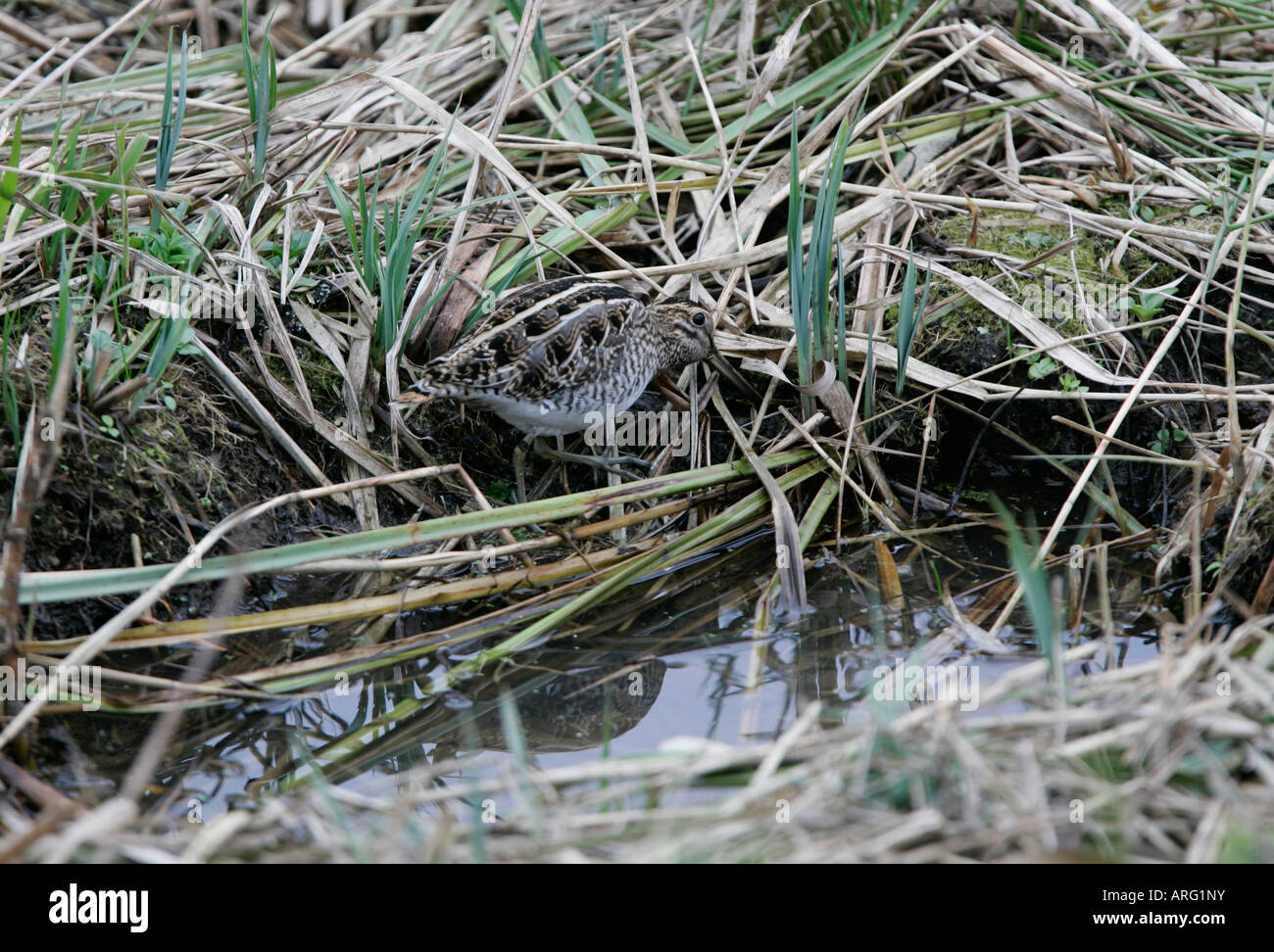 Snipe feeding in wetland habitat Stock Photo - Alamy