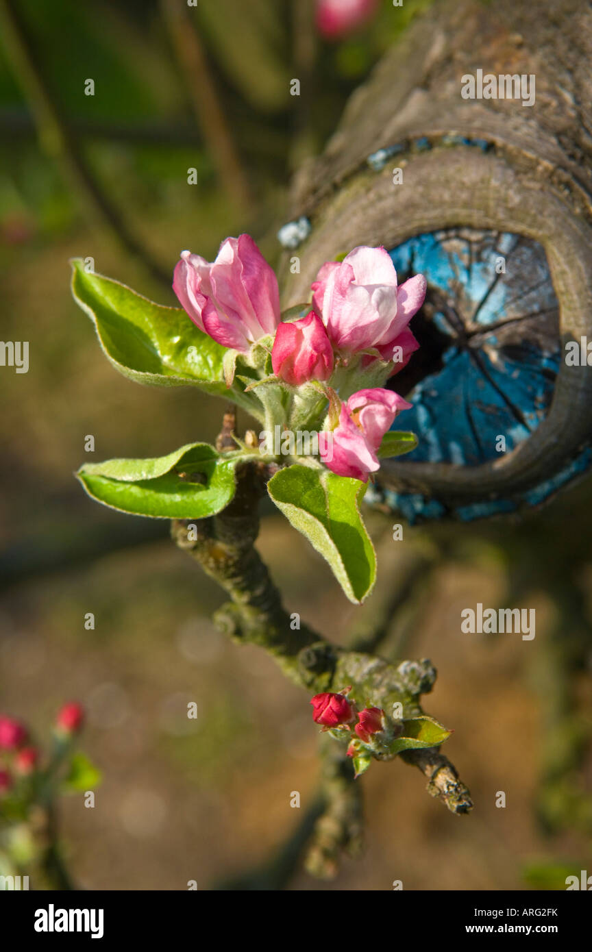 Spring blossom in cider apple orchard Almondsbury Avon England Stock Photo