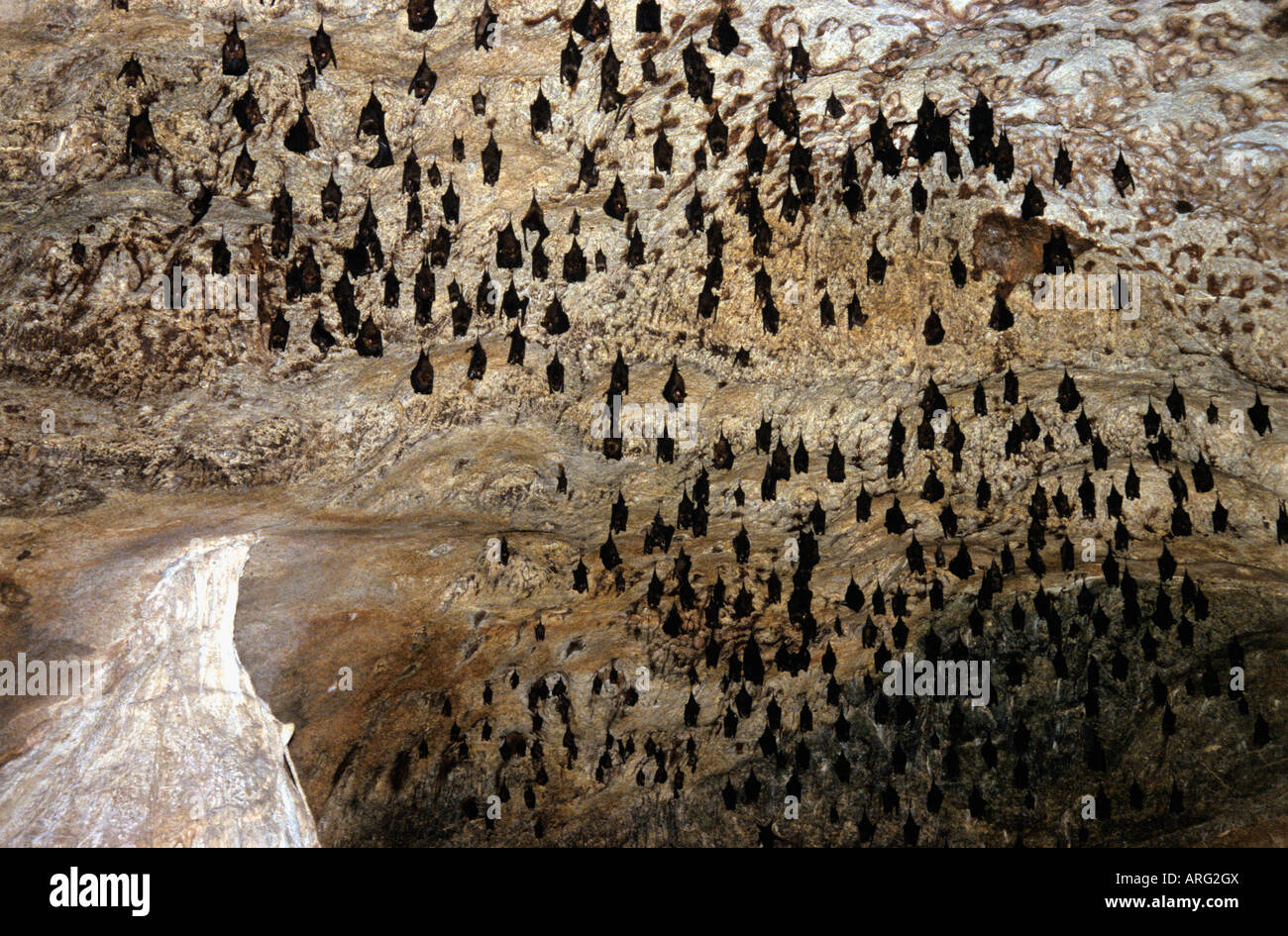 Fruit bats in a cave,Langkawi island,Malaysia Stock Photo