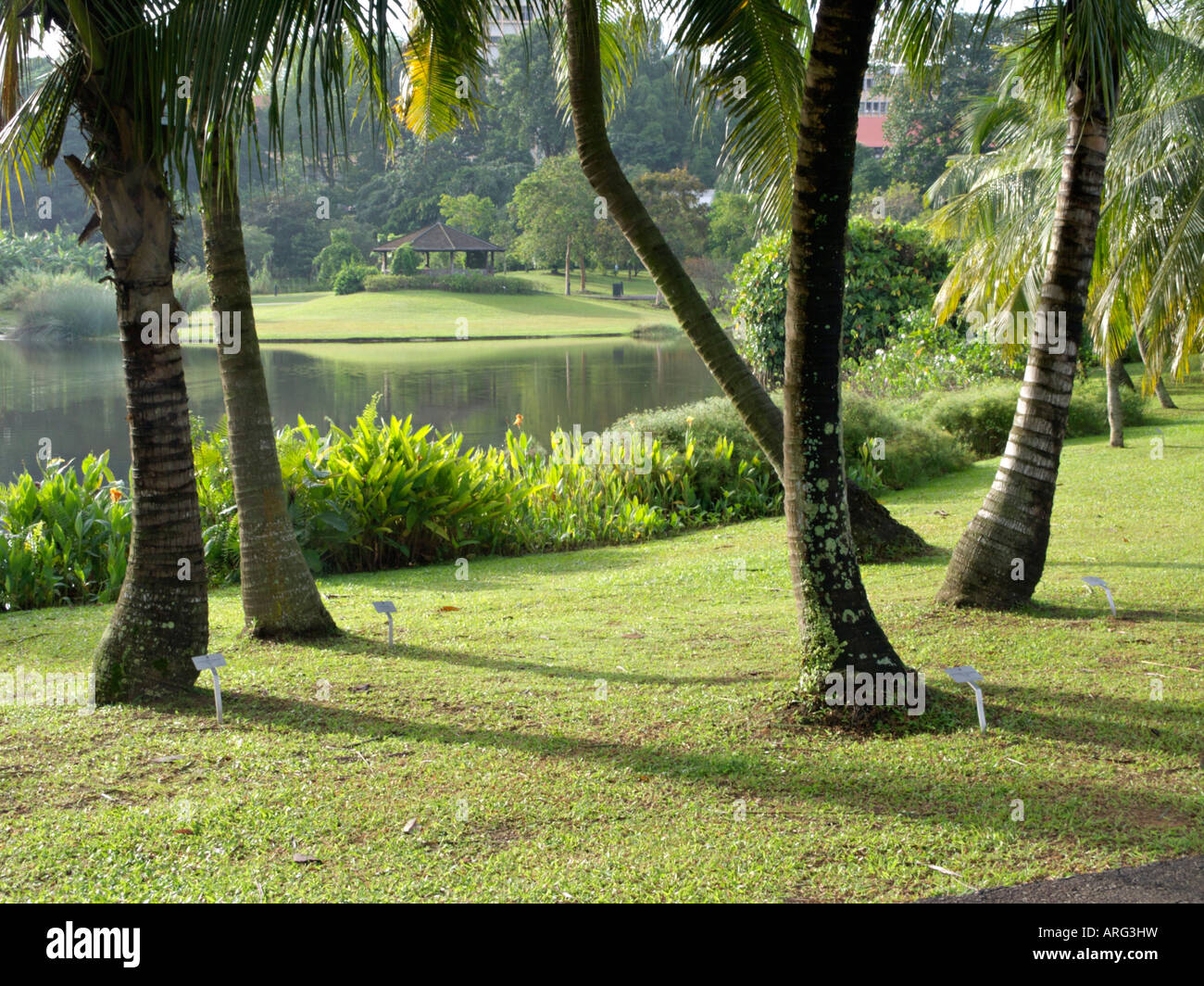 Singapore coconut tree hires stock photography and images Alamy