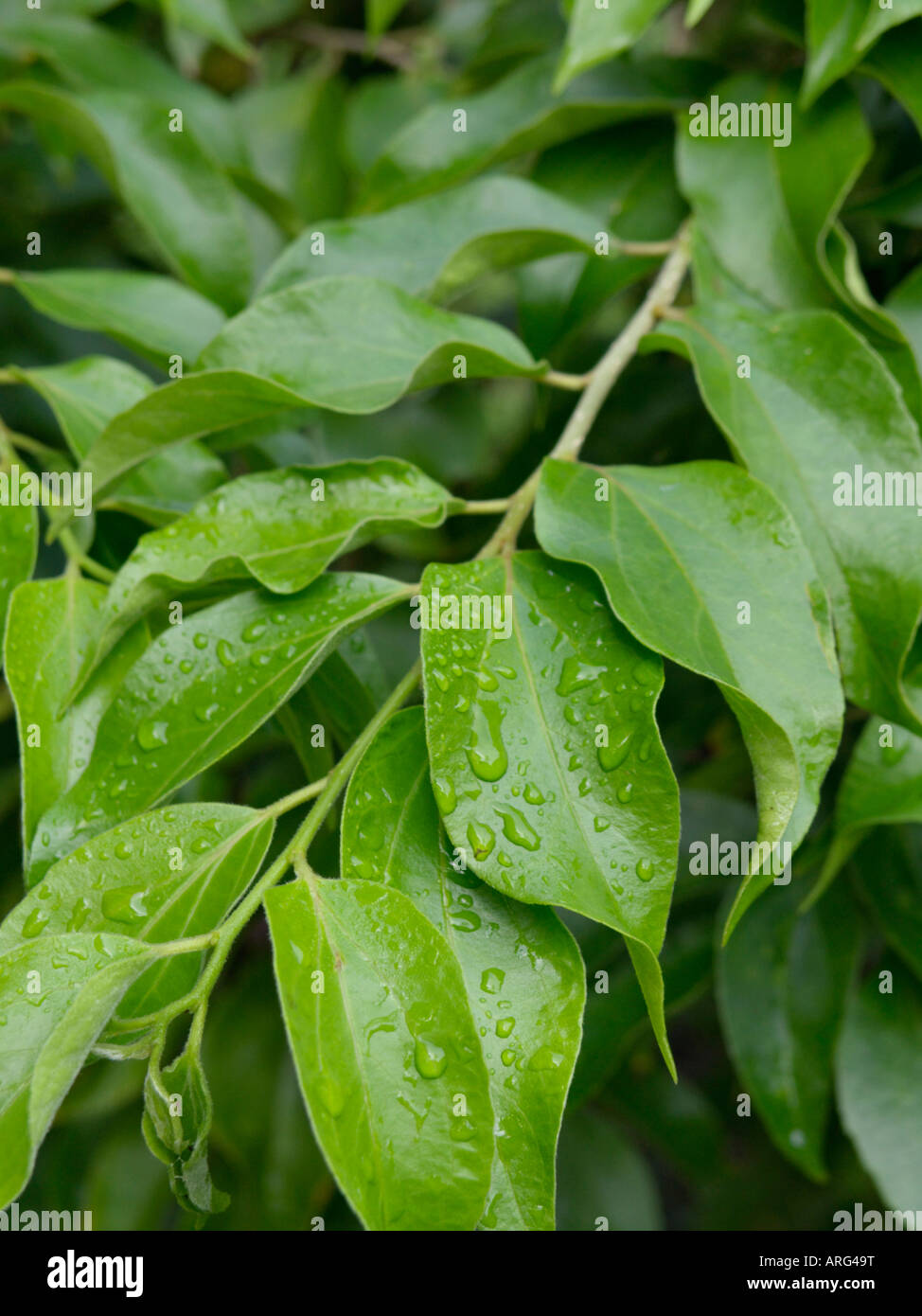 Ceylon gooseberry (Dovyalis hebecarpa) Stock Photo