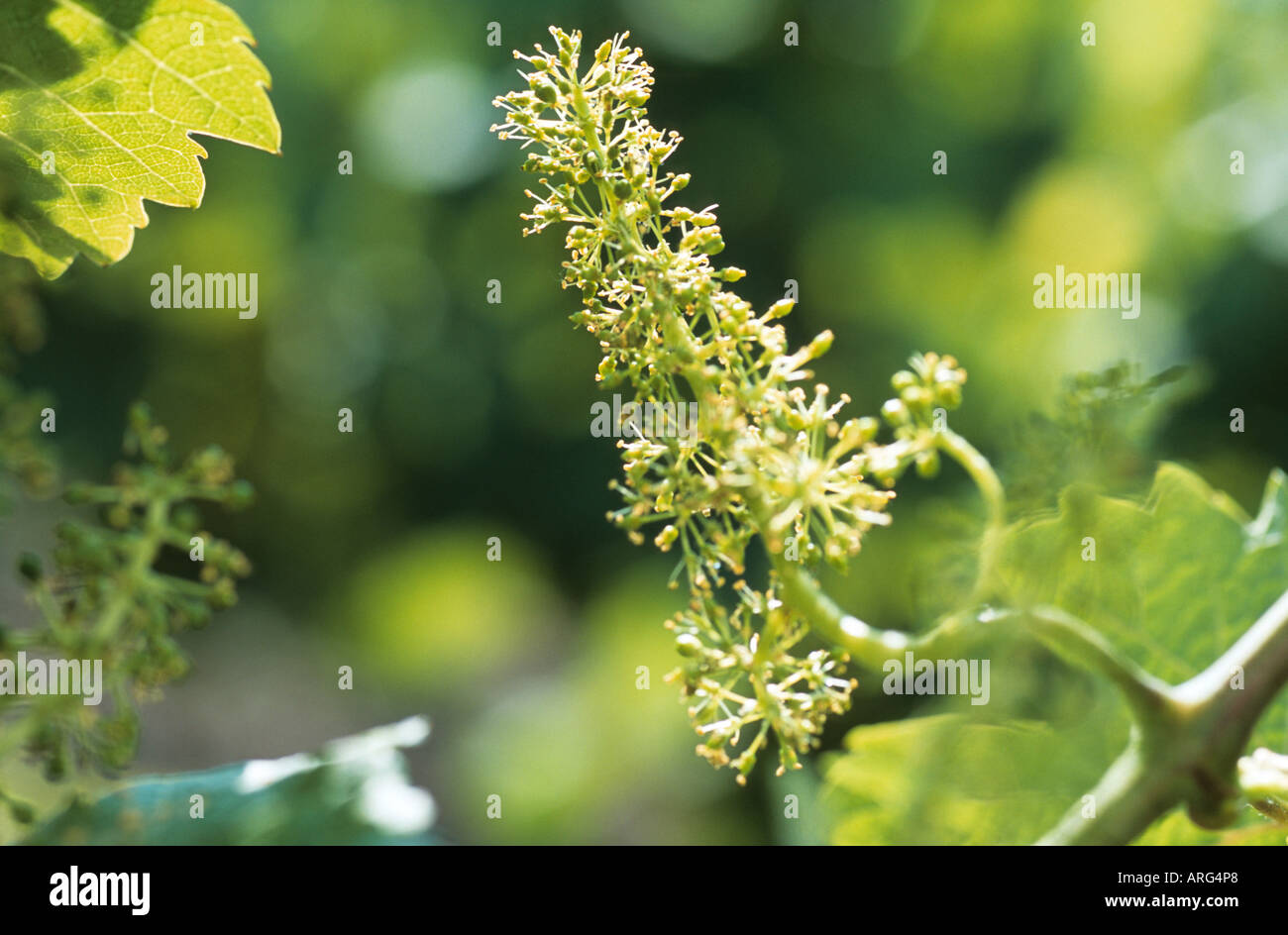 Vine blossom hi-res stock photography and images - Alamy