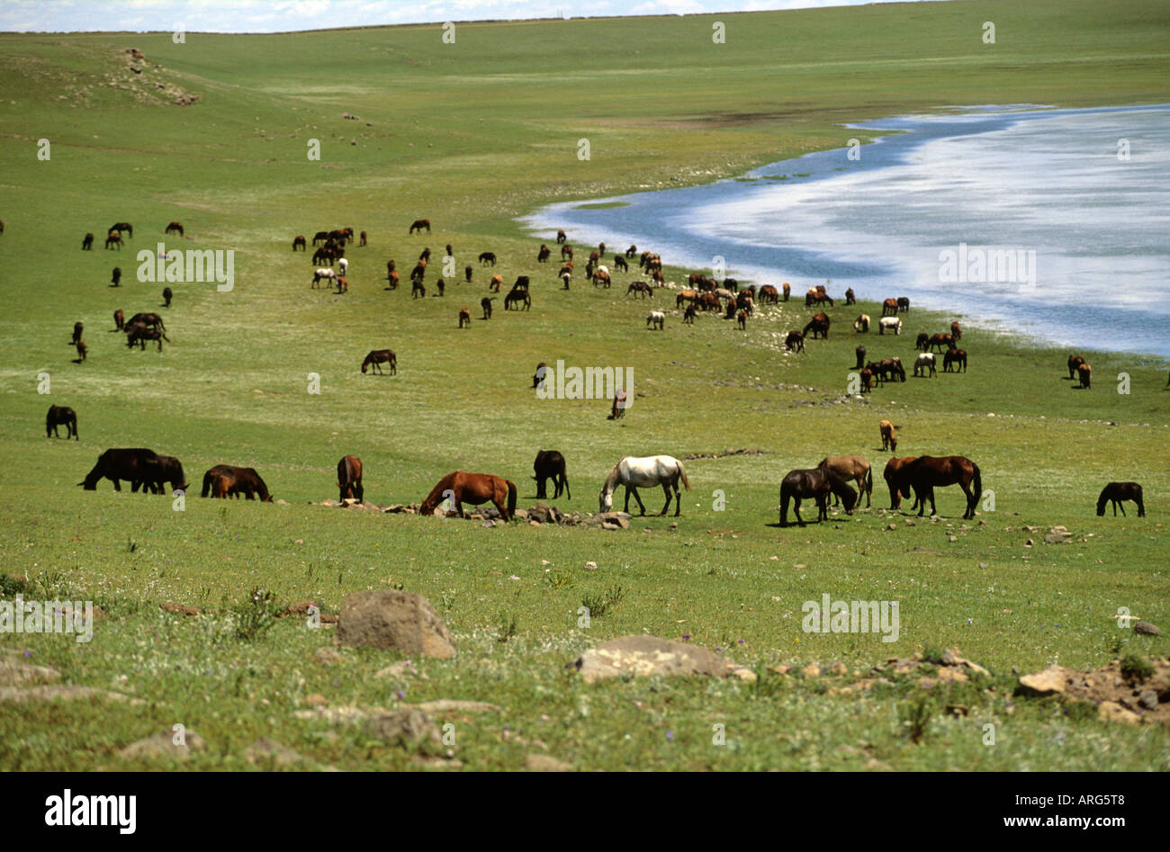 Group of wild horses in Mongolia Stock Photo - Alamy