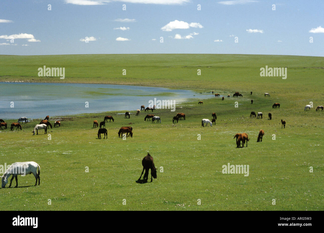 Group of wild horses in Mongolia Stock Photo - Alamy