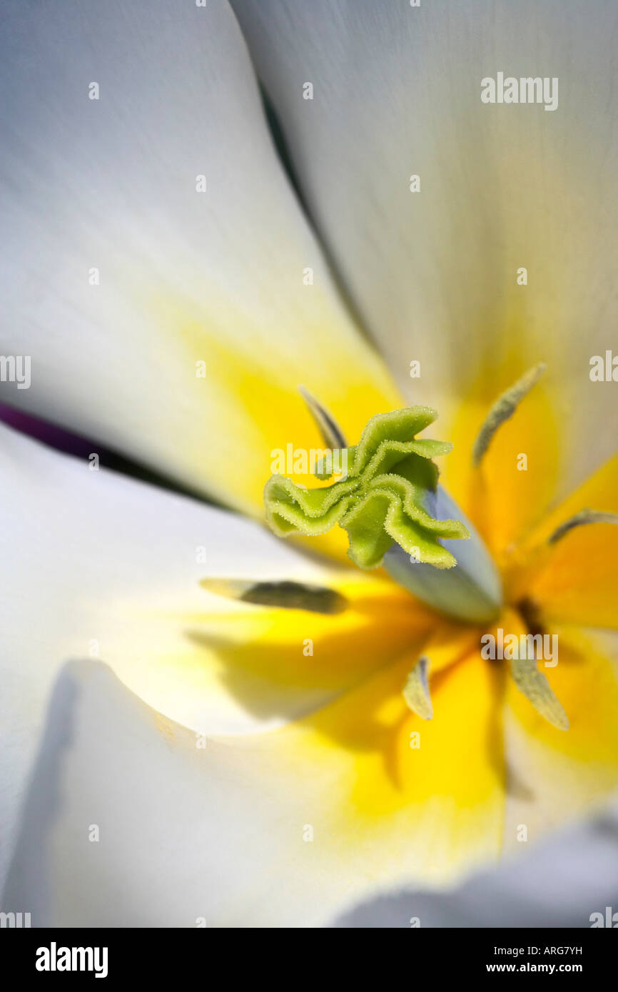 Yellow centred white flower hi-res stock photography and images - Alamy