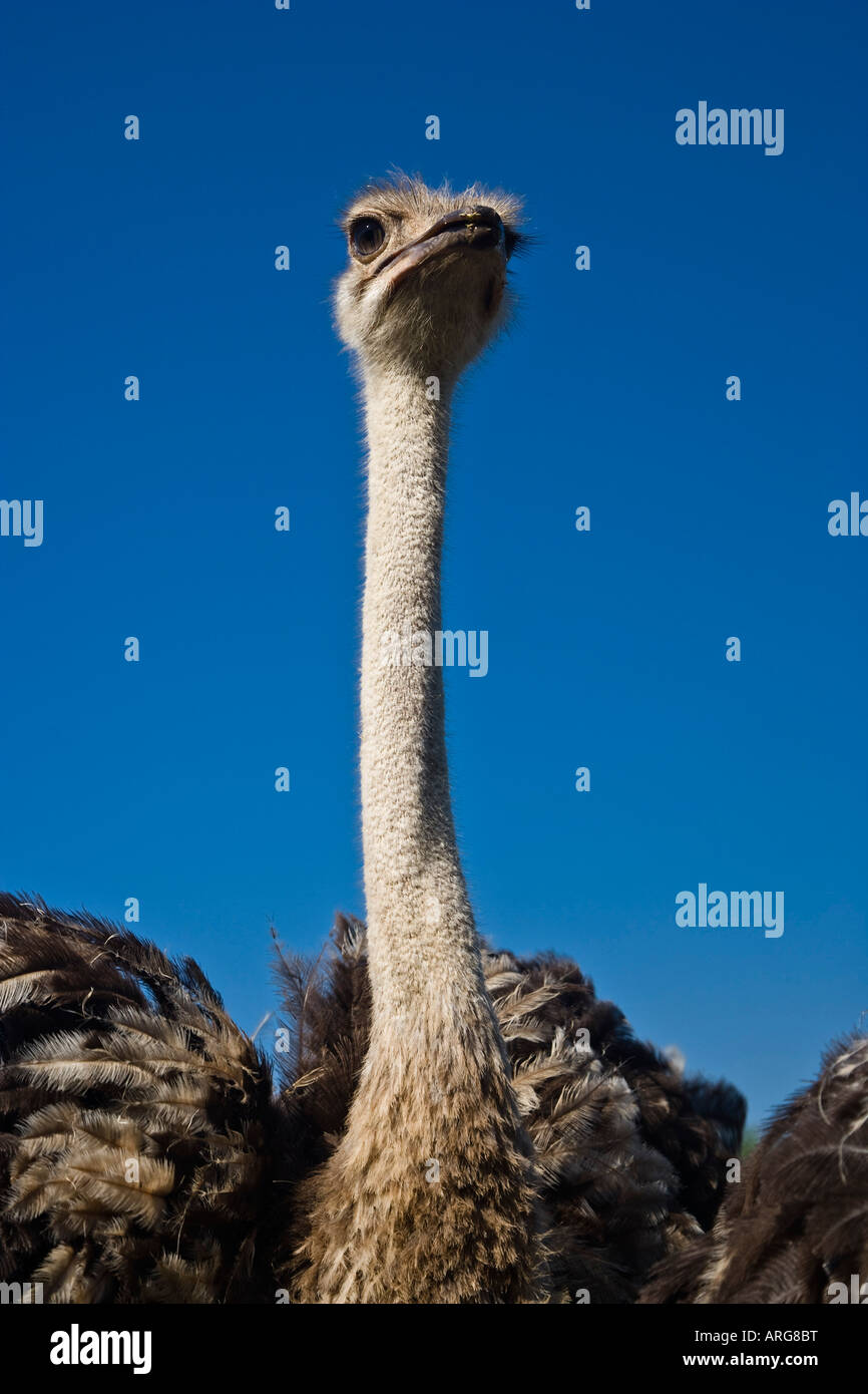 Ostrich looking straight camera hires stock photography and images Alamy