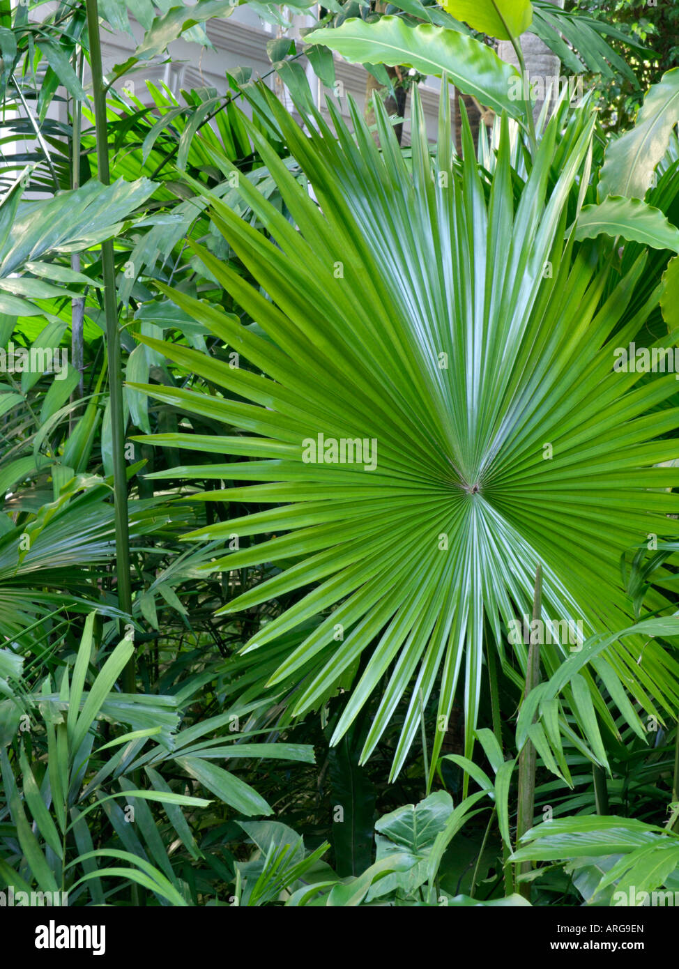 Java palm (Livistona rotundifolia) Stock Photo