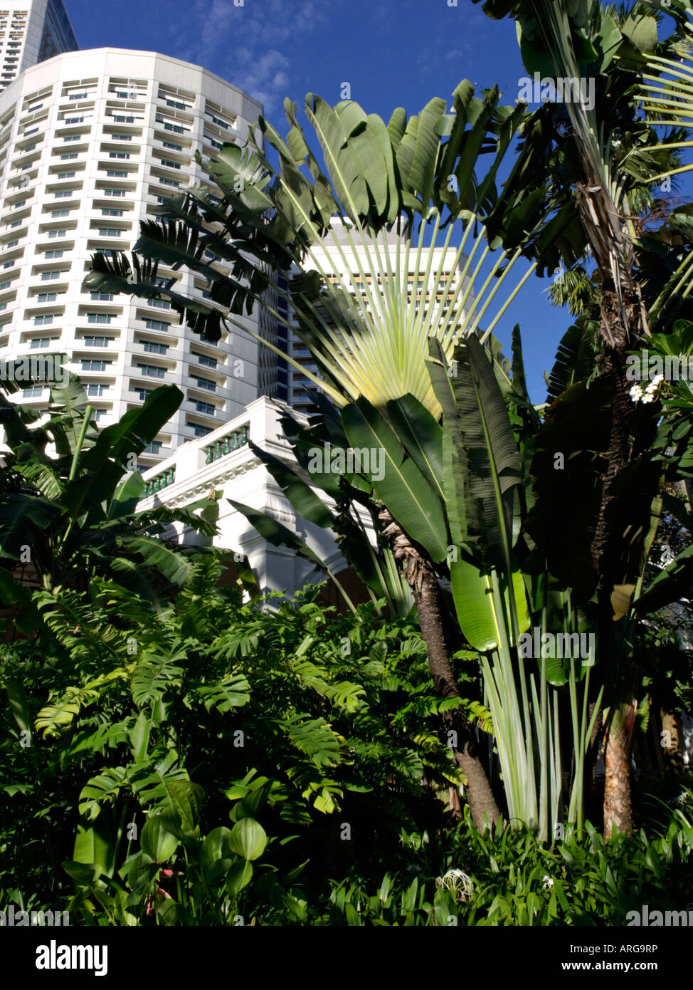 Image Traveller's tree (Ravenala madagascariensis), Fort Canning Park,  Singapore - 434261 - Images of Plants and Gardens - botanikfoto