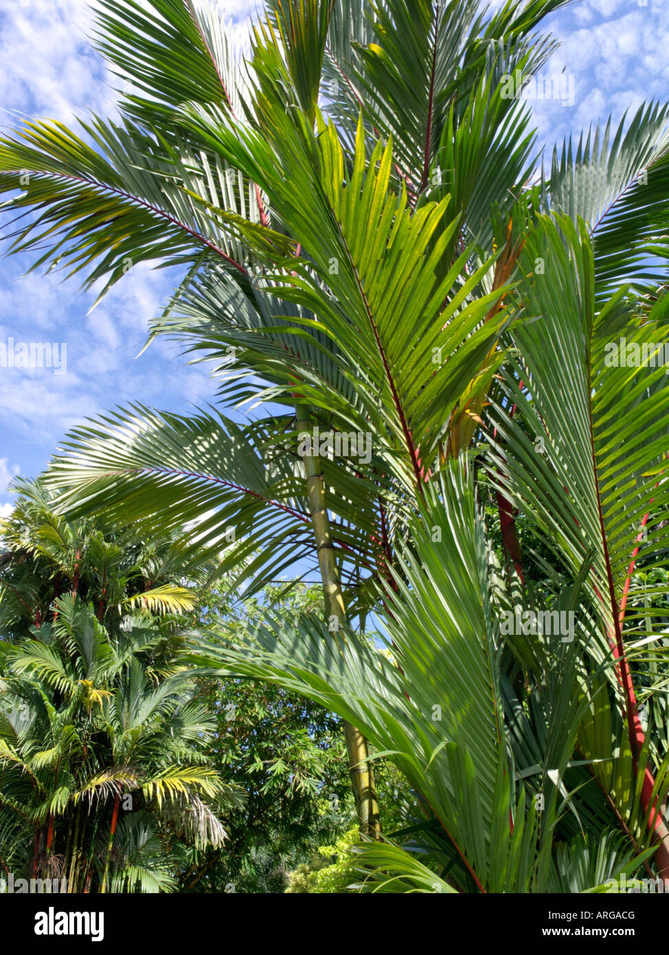 Sealing wax palm (Cyrtostachys renda) Stock Photo