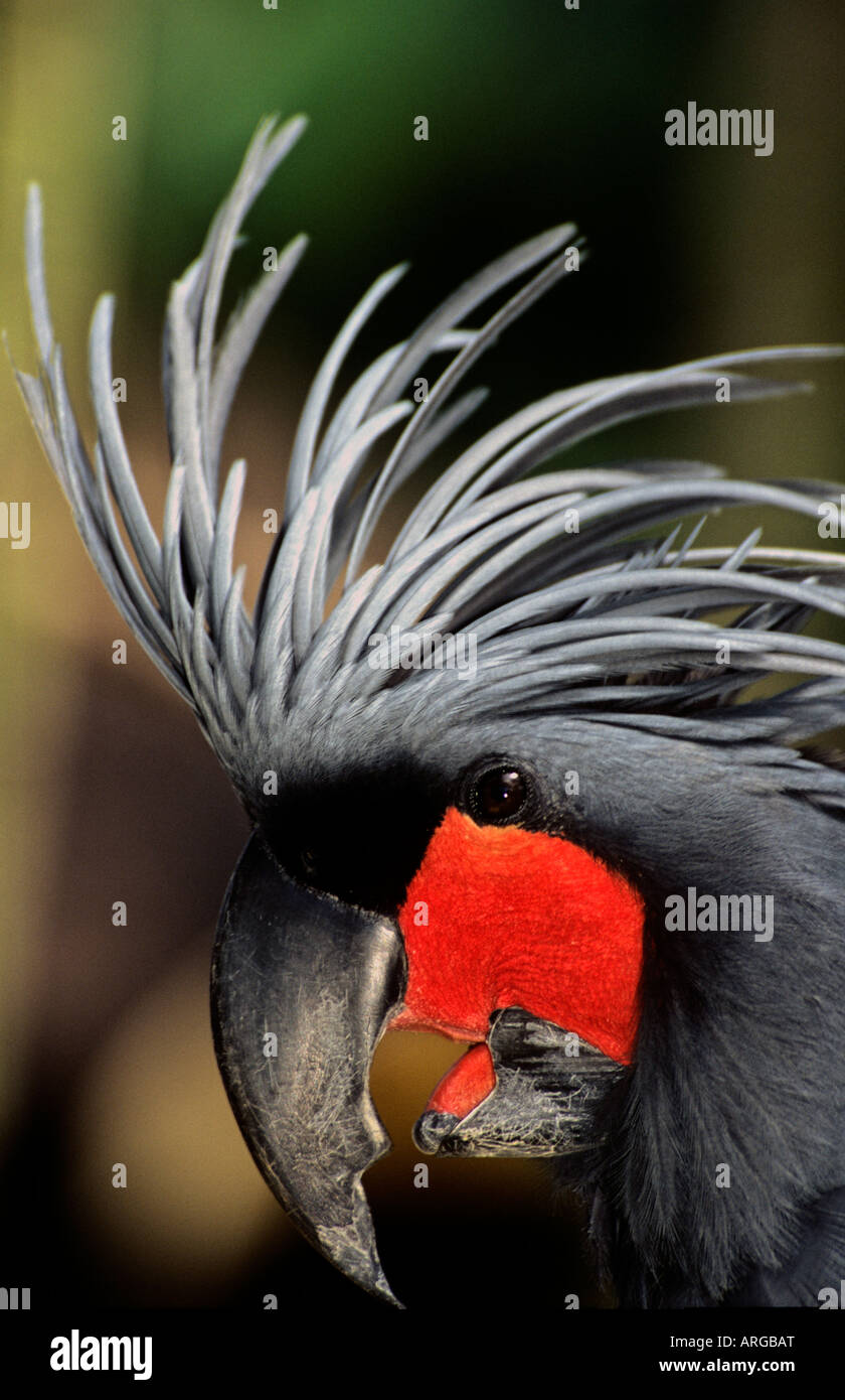 Black palm cockatoo closeup at Bali bird park Stock Photo