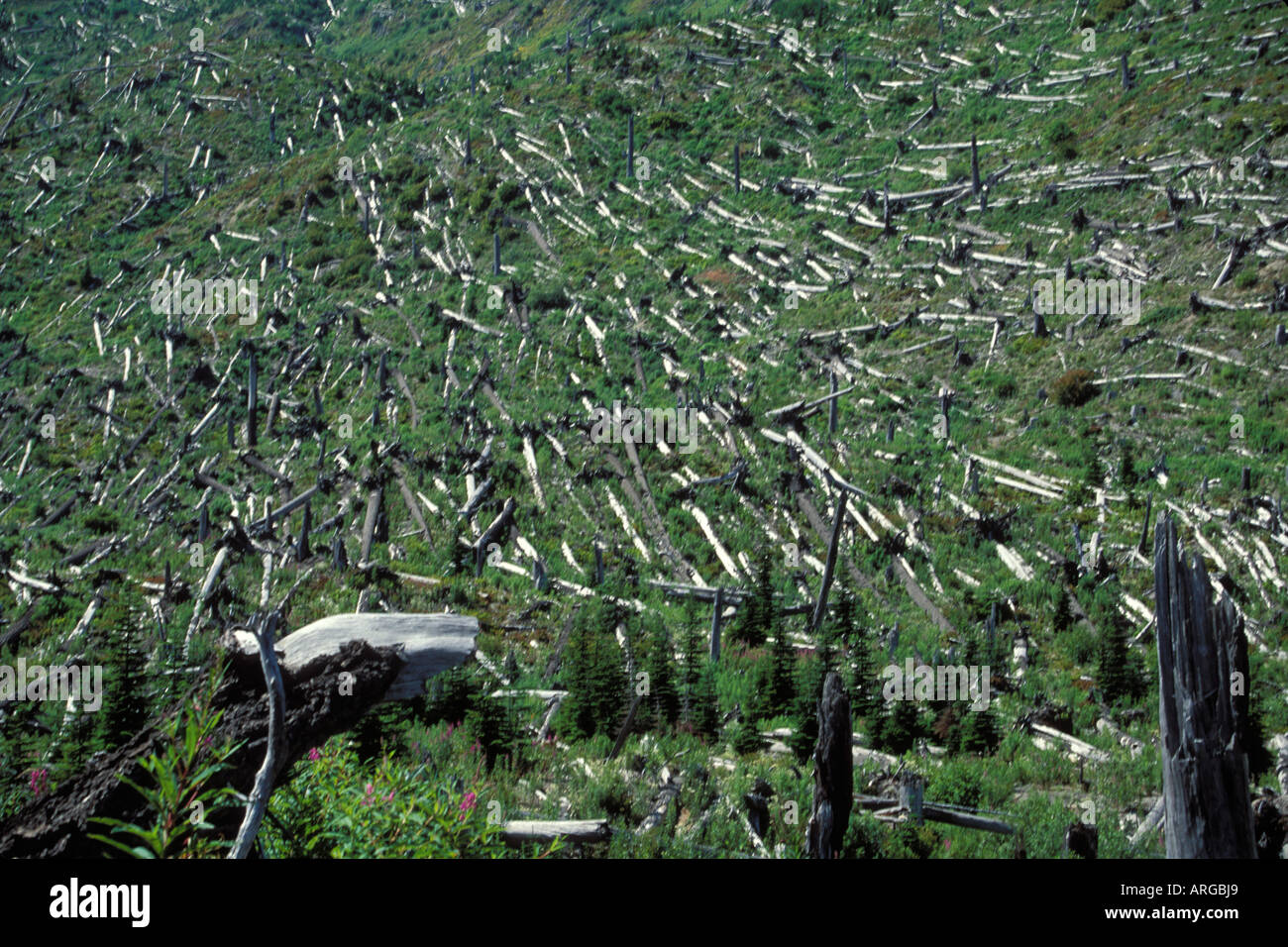 Mt st helens eruption 1980 hi-res stock photography and images - Alamy