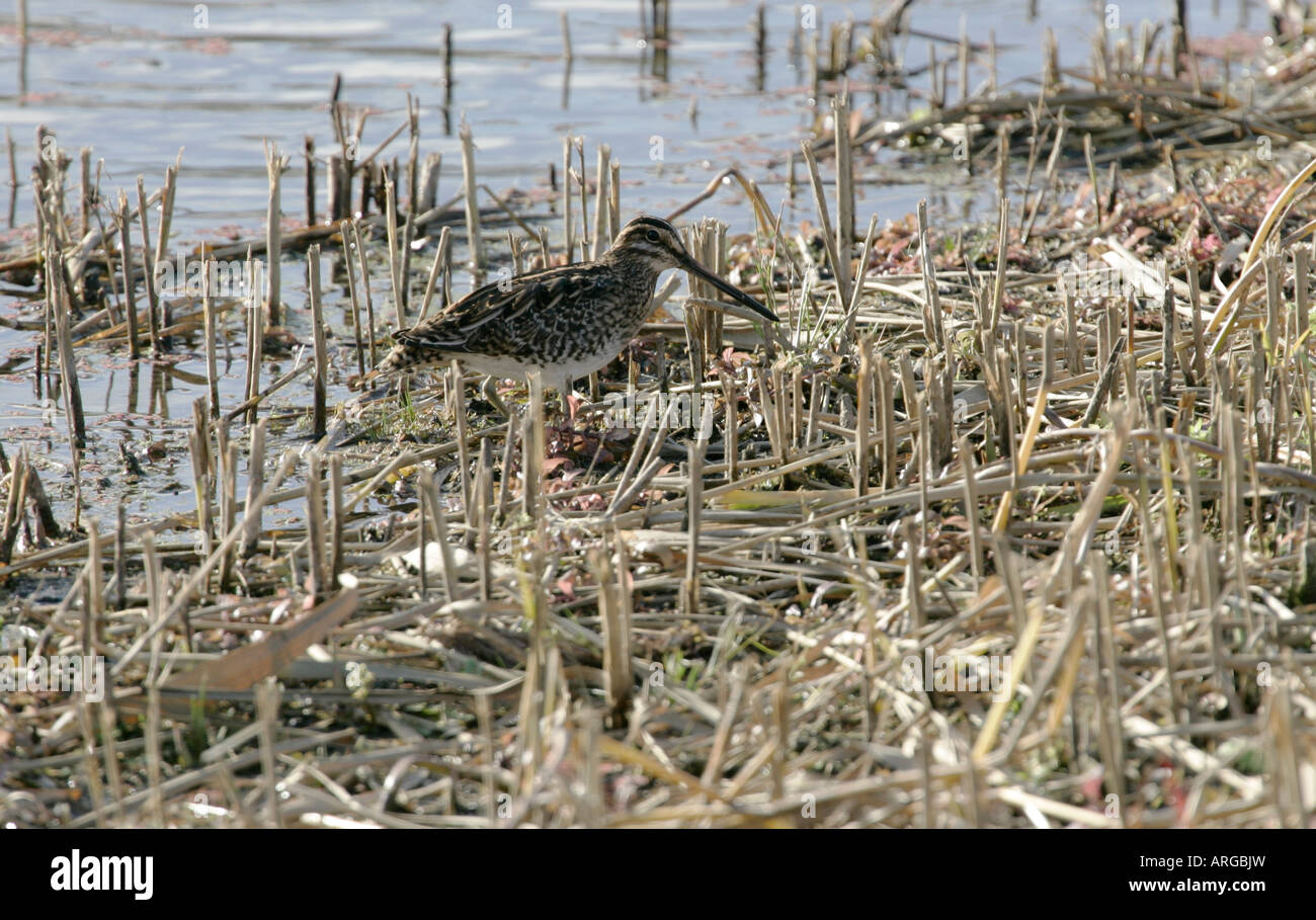 Snipe feeding in wetland habitat Stock Photo - Alamy
