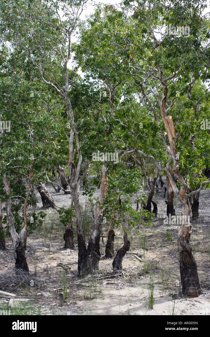 Trees with blacken trunk that survive and recover from forest fire in Terengganu, Malaysia. Stock Photo