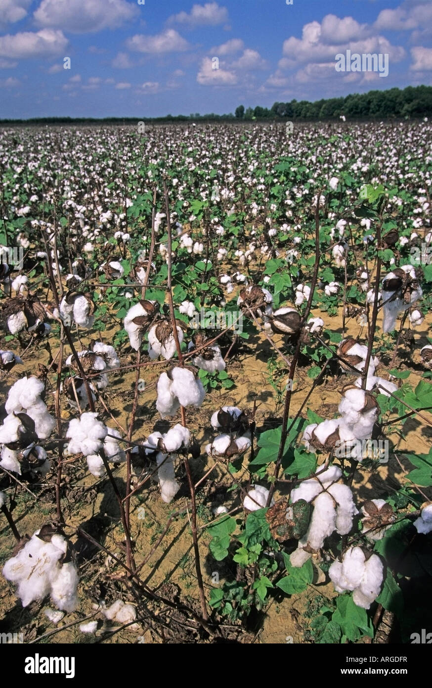 Cotton Field, Tennessee, USA Stock Photo Alamy