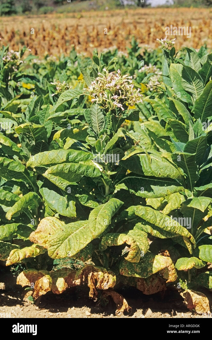 tennessee tobacco Tobacco Field, Tennessee, USA Stock Photo