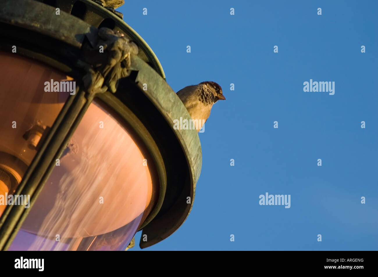 Pink street lamp hi-res stock photography and images - Alamy