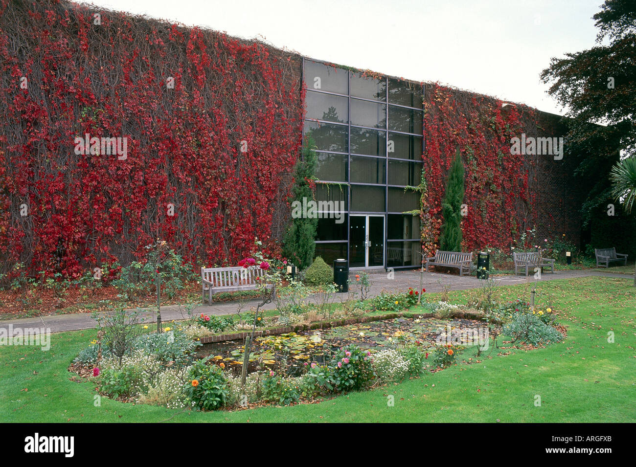 Red ivy on the walls of the Chester Beatty Library in Ballsbridge