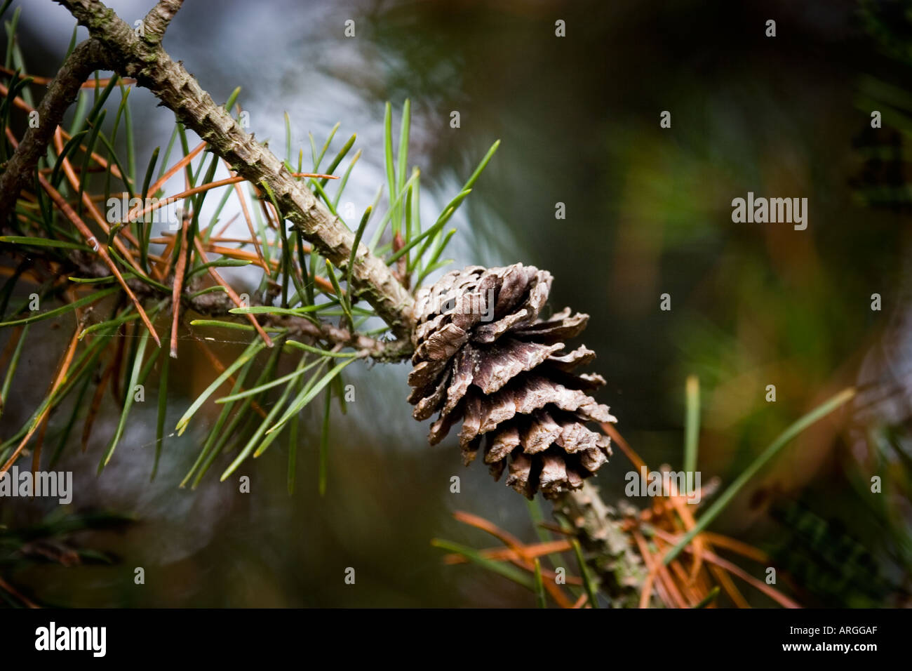 Pine cone on tree Stock Photo