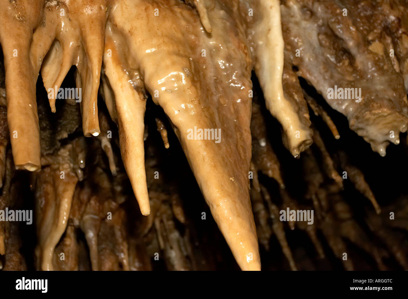 peaty stalactites with water dripping Stock Photo