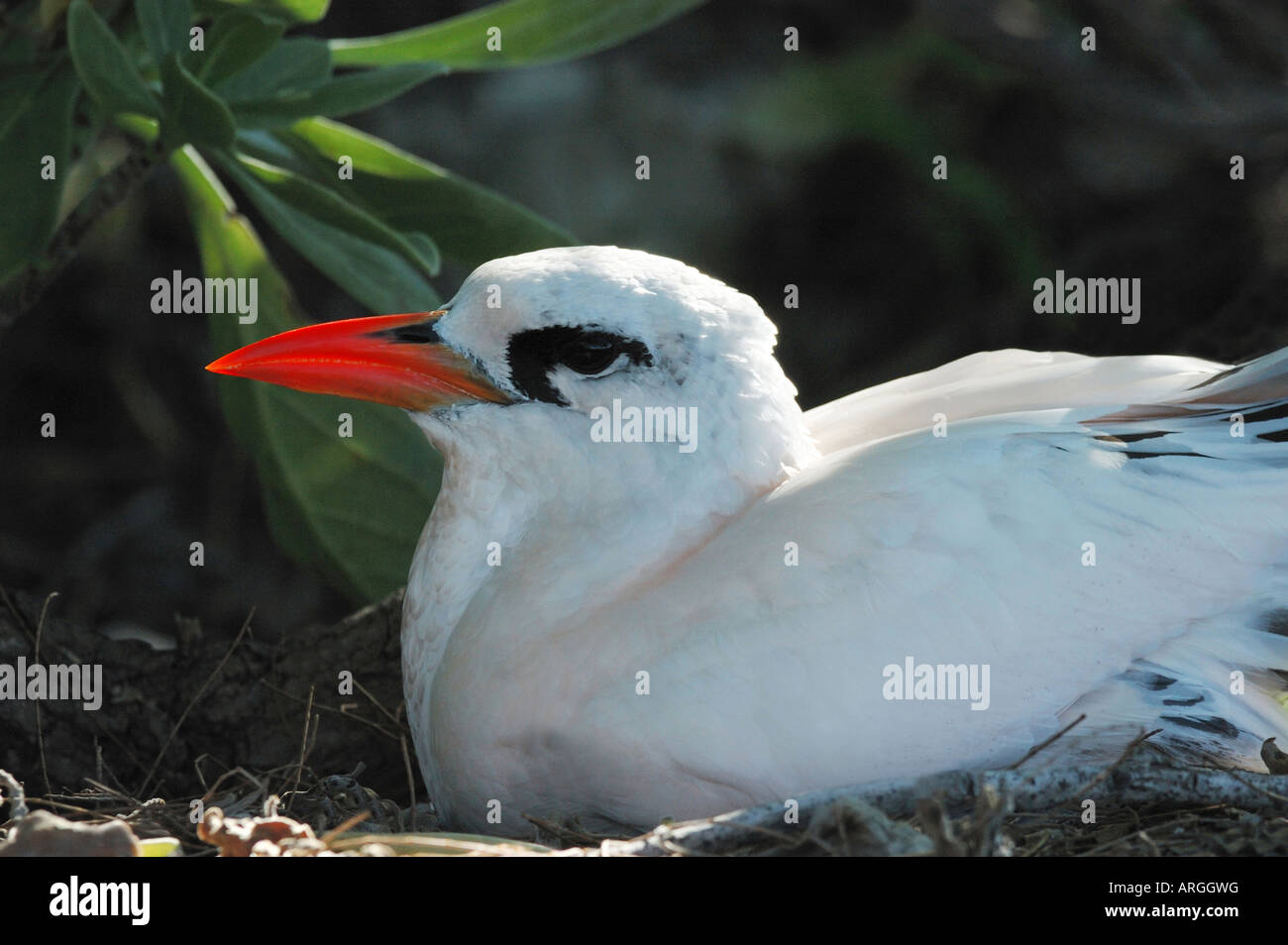 Australian bird nest hires stock photography and images Alamy