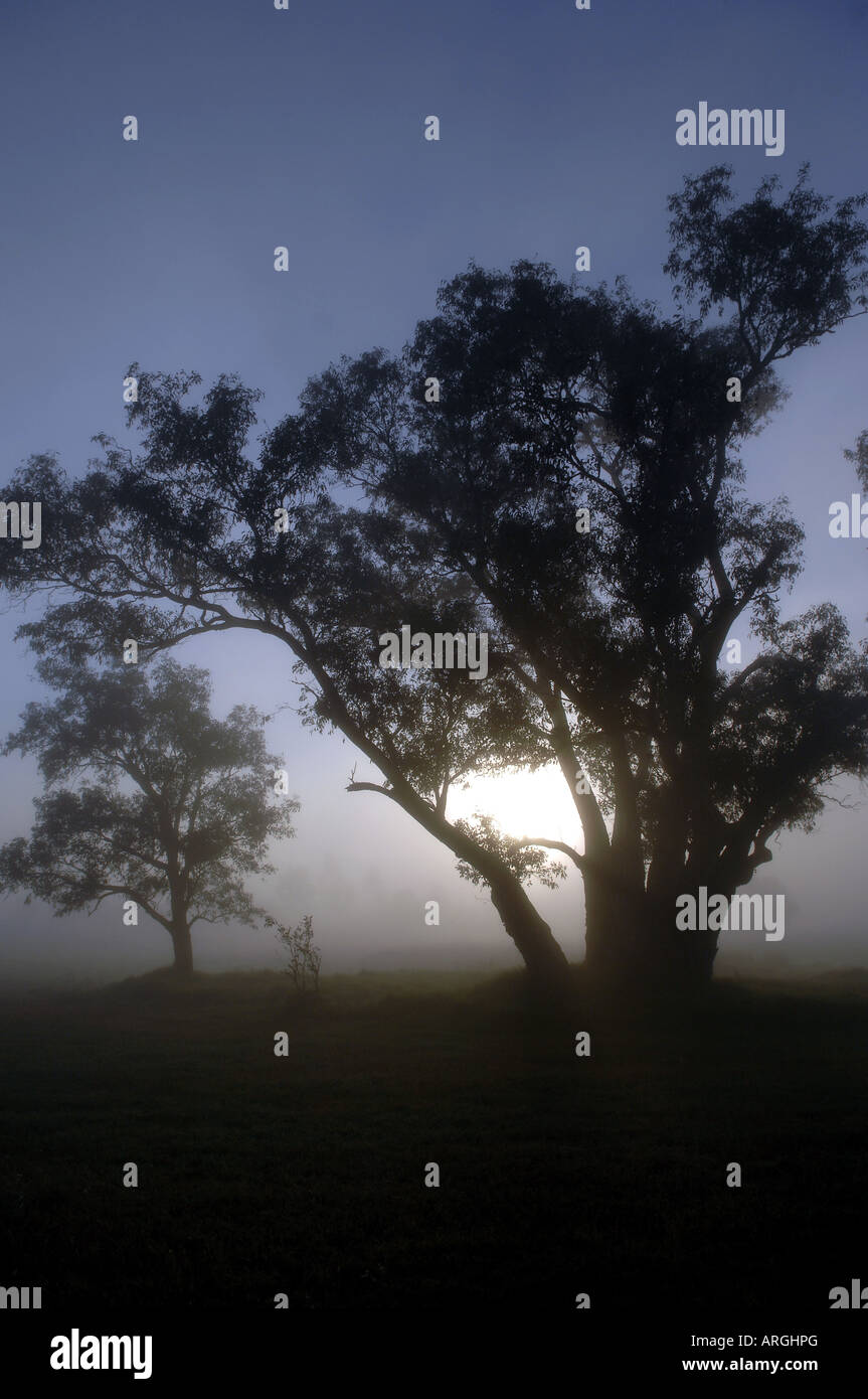 The rising sun silhouettes trees through mist and smoke from bush fires in Perth , Western Australia . Stock Photo