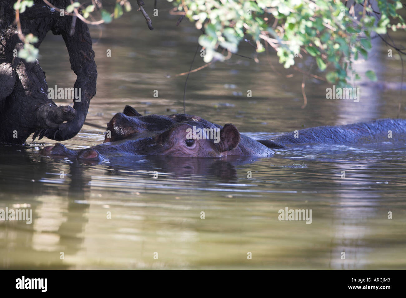 Hippopotamus (hippopotamus amphibius) swimming in a river, South Africa Stock Photo